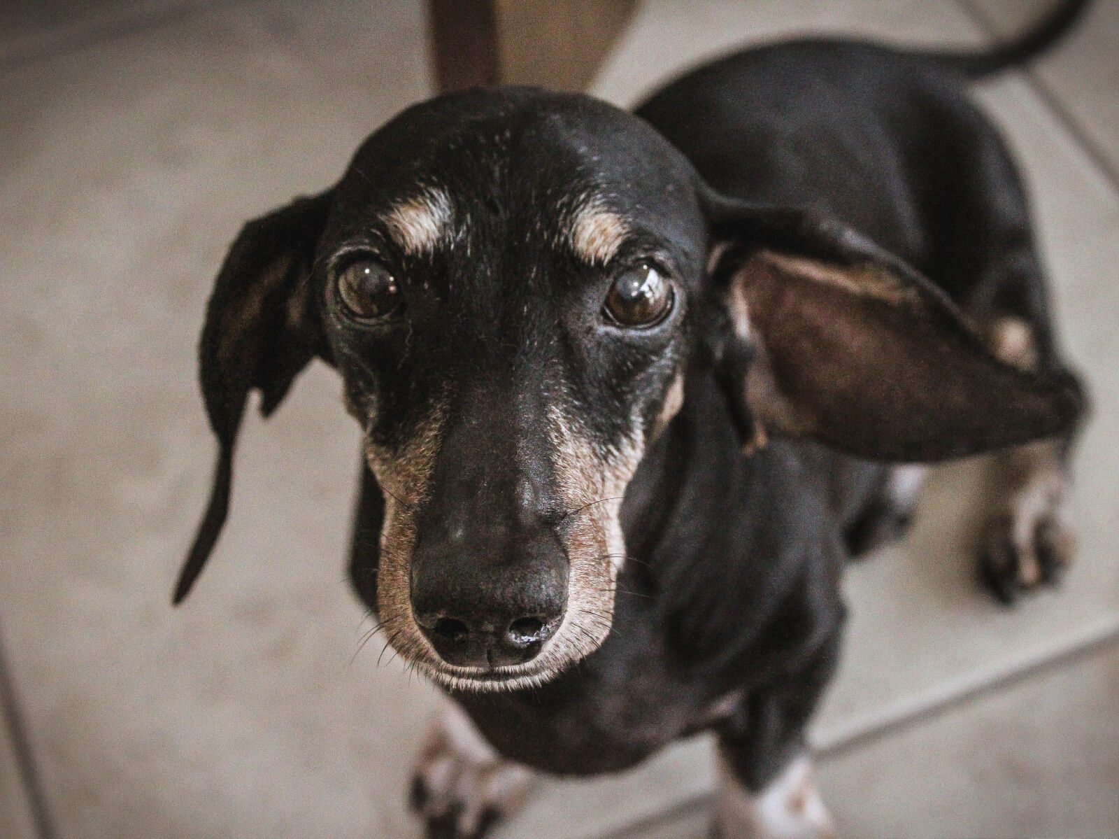 Canon EOS 1200D (EOS Rebel T5 / EOS Kiss X70 / EOS Hi) sample photo. Animal, cut, defocused, dog photography