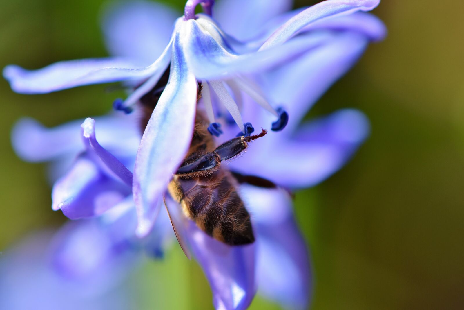 Nikon D7200 sample photo. Bee, honey bee, blossom photography