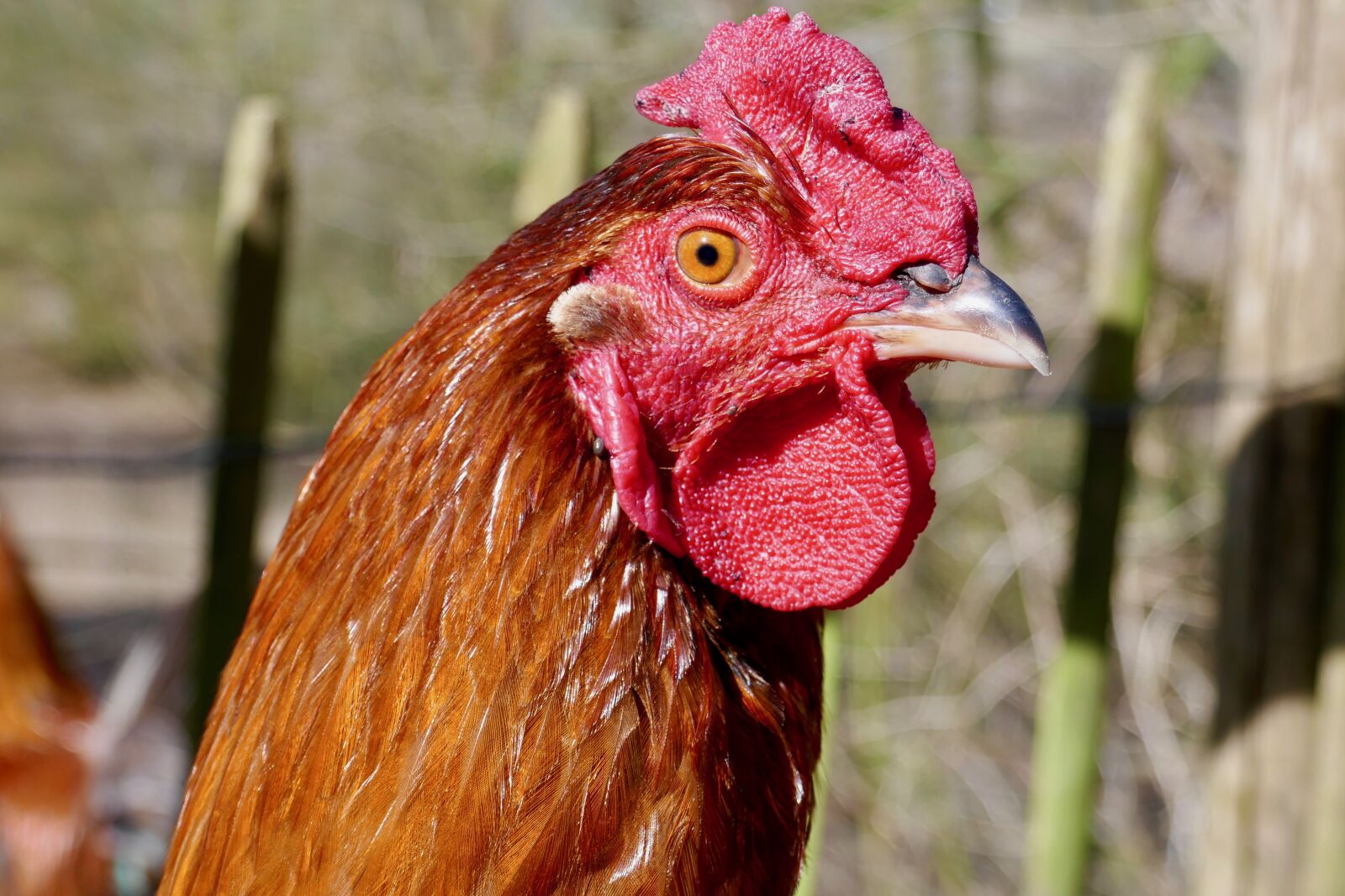 Panasonic DMC-TZ101 sample photo. Chicken, animal, poultry photography