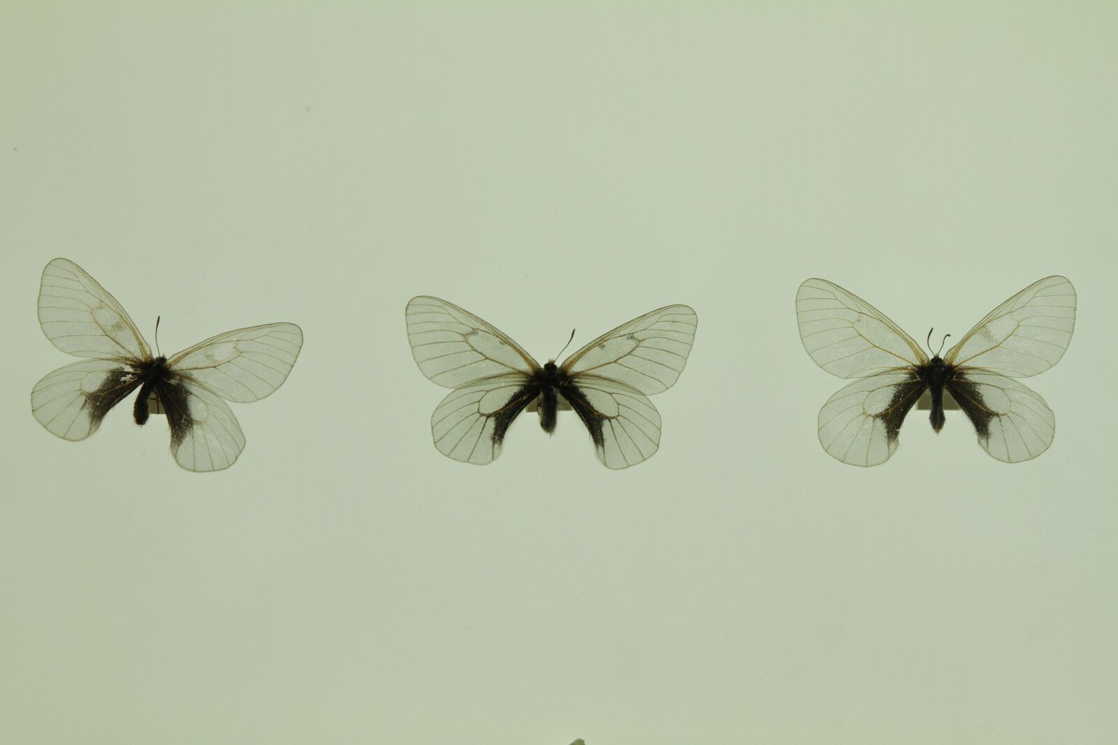 Canon EOS 7D sample photo. Butterfly, exhibition, stuffed photography
