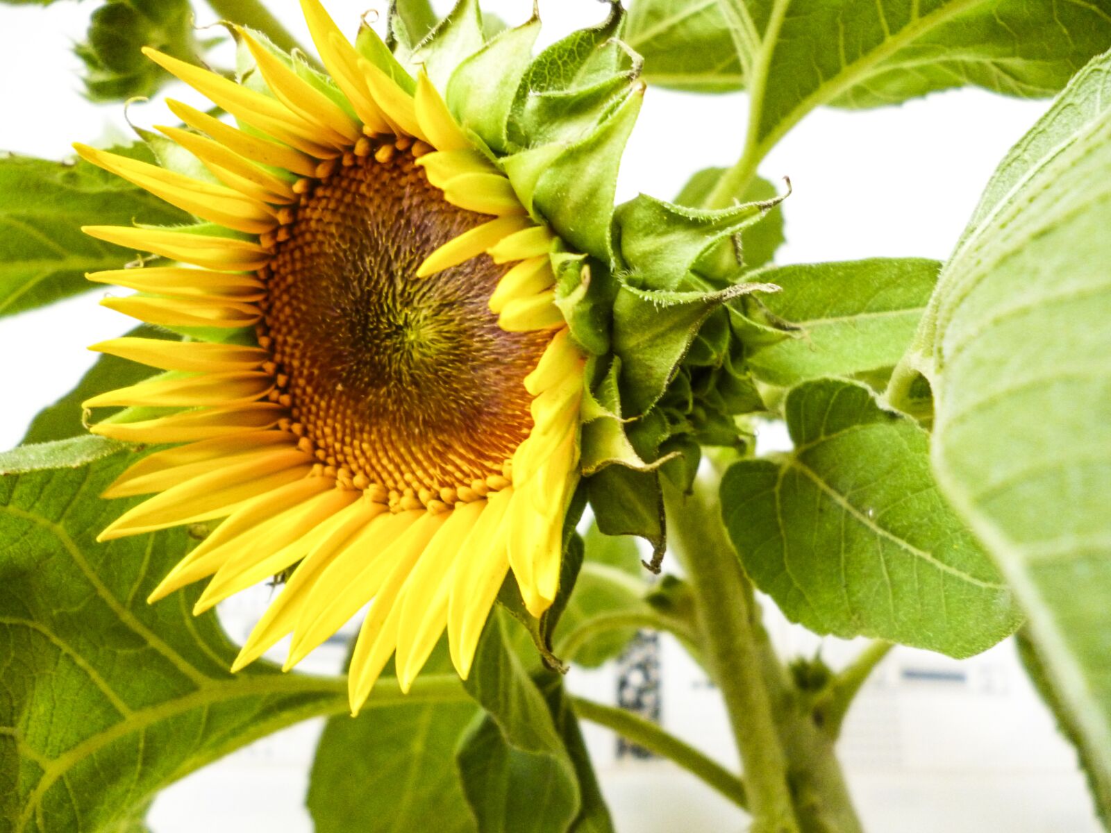 Panasonic DMC-S3 sample photo. Sunflower, yellow, helianthus photography