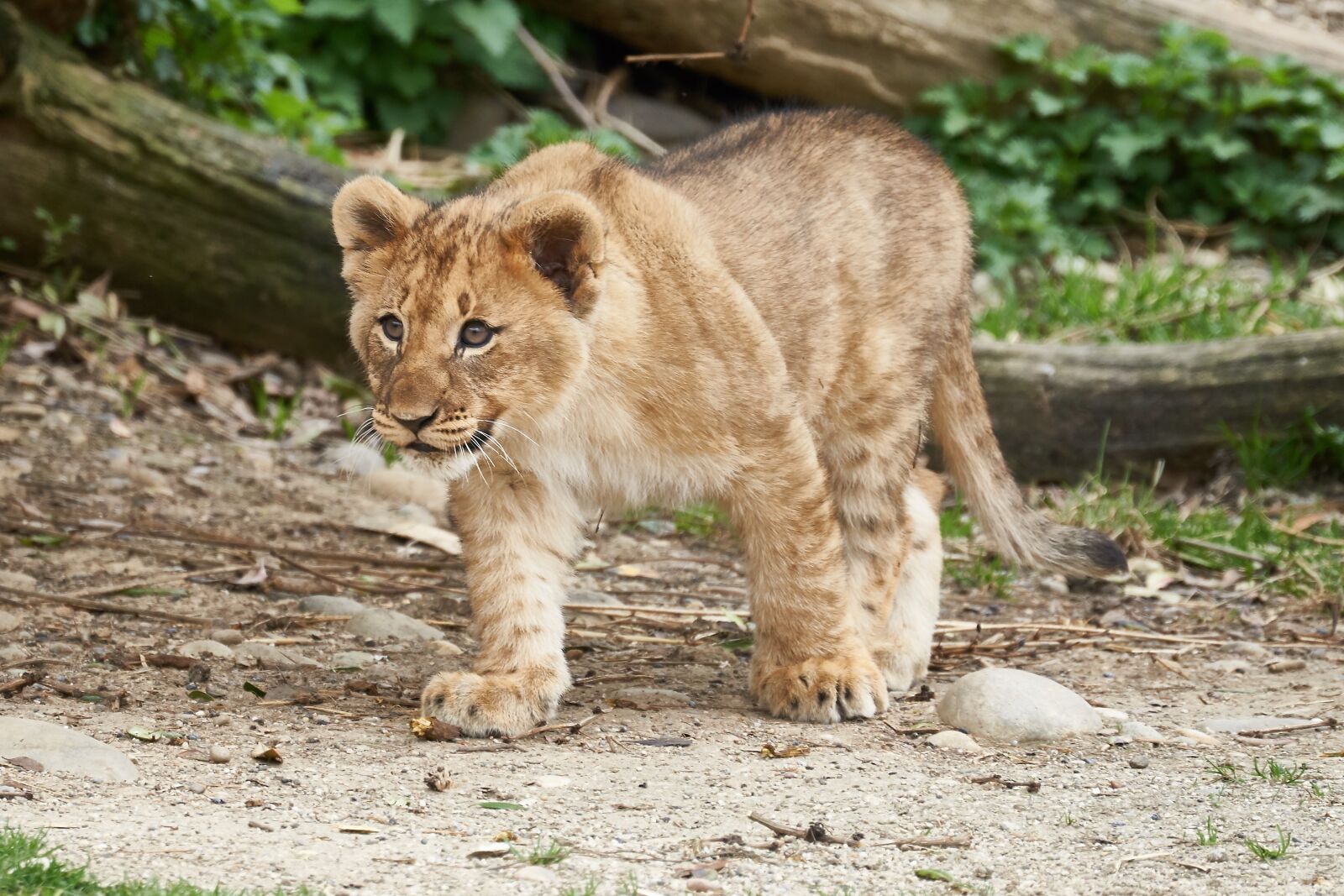 Sony FE 70-300mm F4.5-5.6 G OSS sample photo. Lion, young, puppies photography
