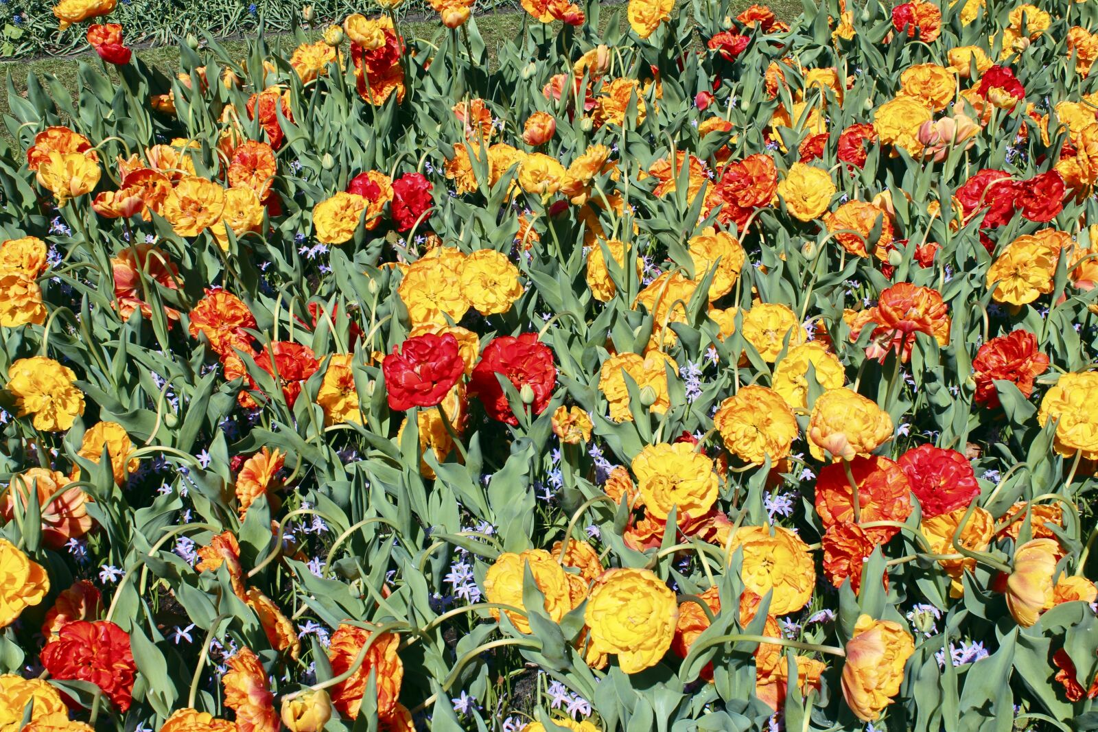 Canon EOS 600D (Rebel EOS T3i / EOS Kiss X5) sample photo. Spring, flowers, bloom photography