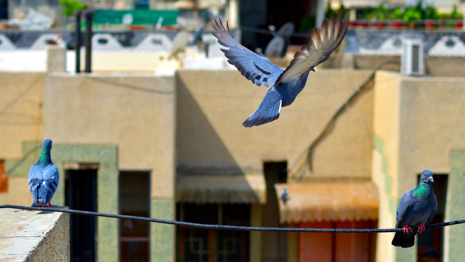 Nikon D5600 sample photo. Pigeons, trio, birds photography