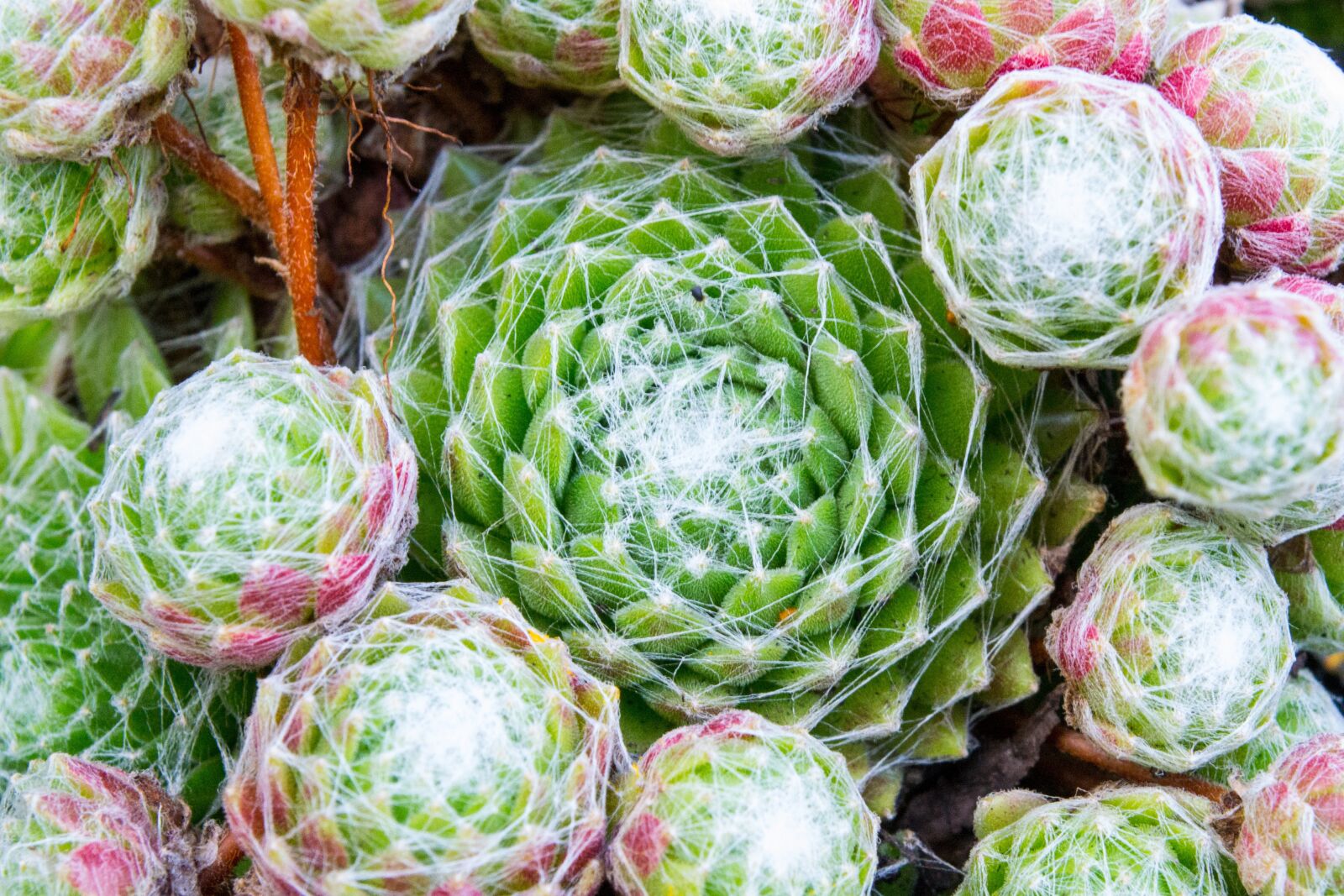 Nikon D3100 sample photo. Blossom, bloom, cactus photography