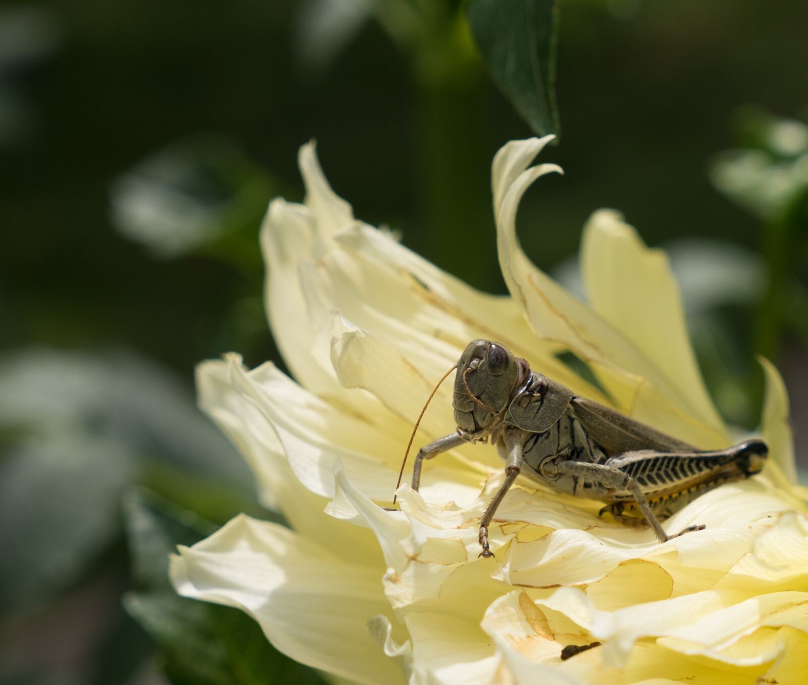 Panasonic Lumix G X Vario 12-35mm F2.8 ASPH Power OIS sample photo. Grasshopper, locust, flower photography