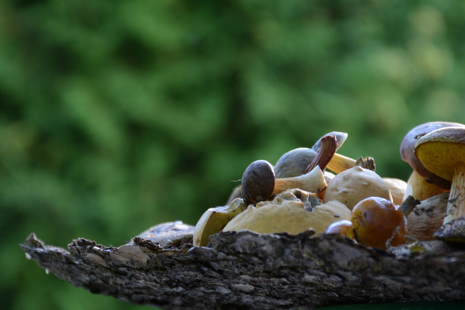 Nikon D7100 sample photo. Mushrooms, forest, nature photography