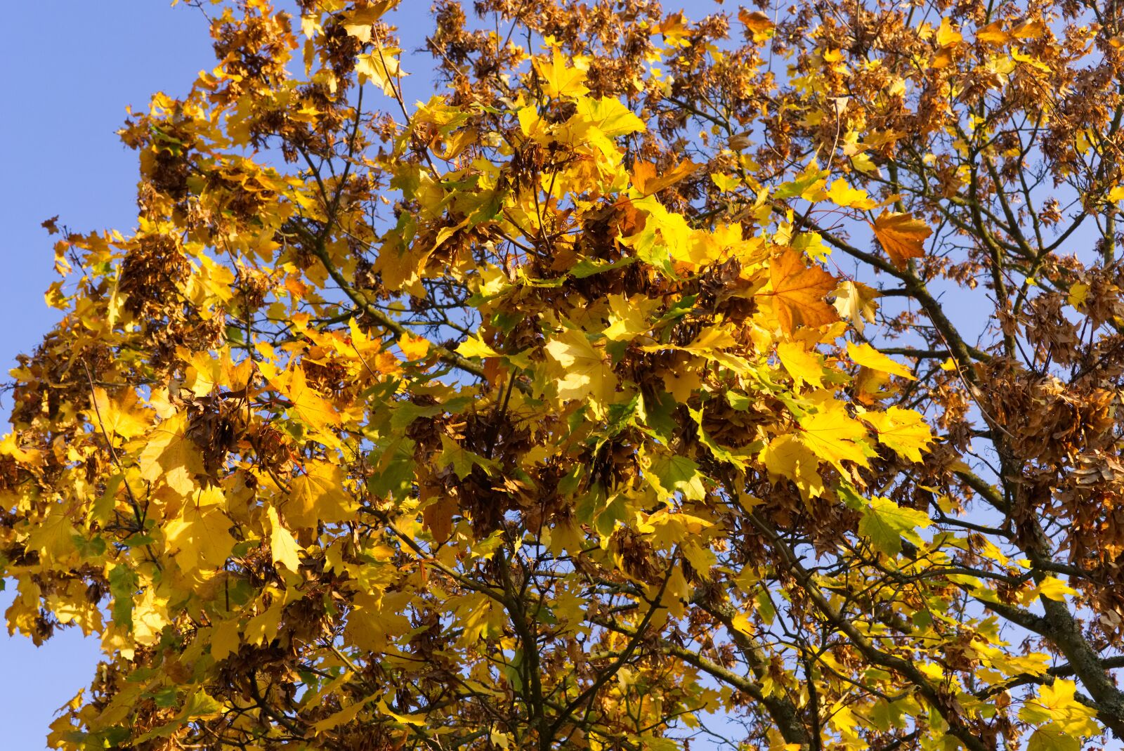 Sony a6000 + Sony E 35mm F1.8 OSS sample photo. Tree, leaves, autumn photography
