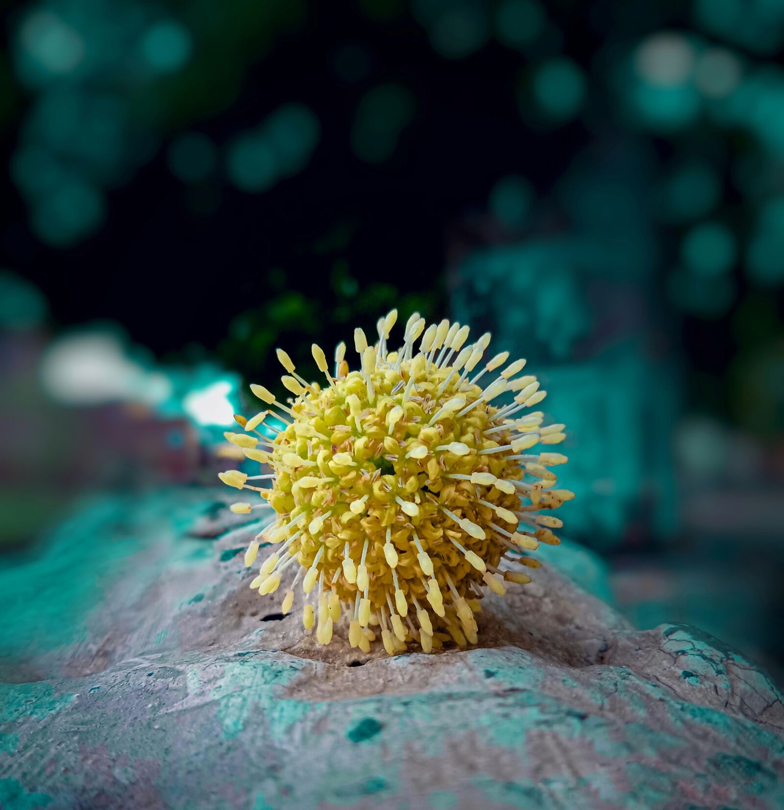 Realme C2 sample photo. Landscape, nature, flower photography