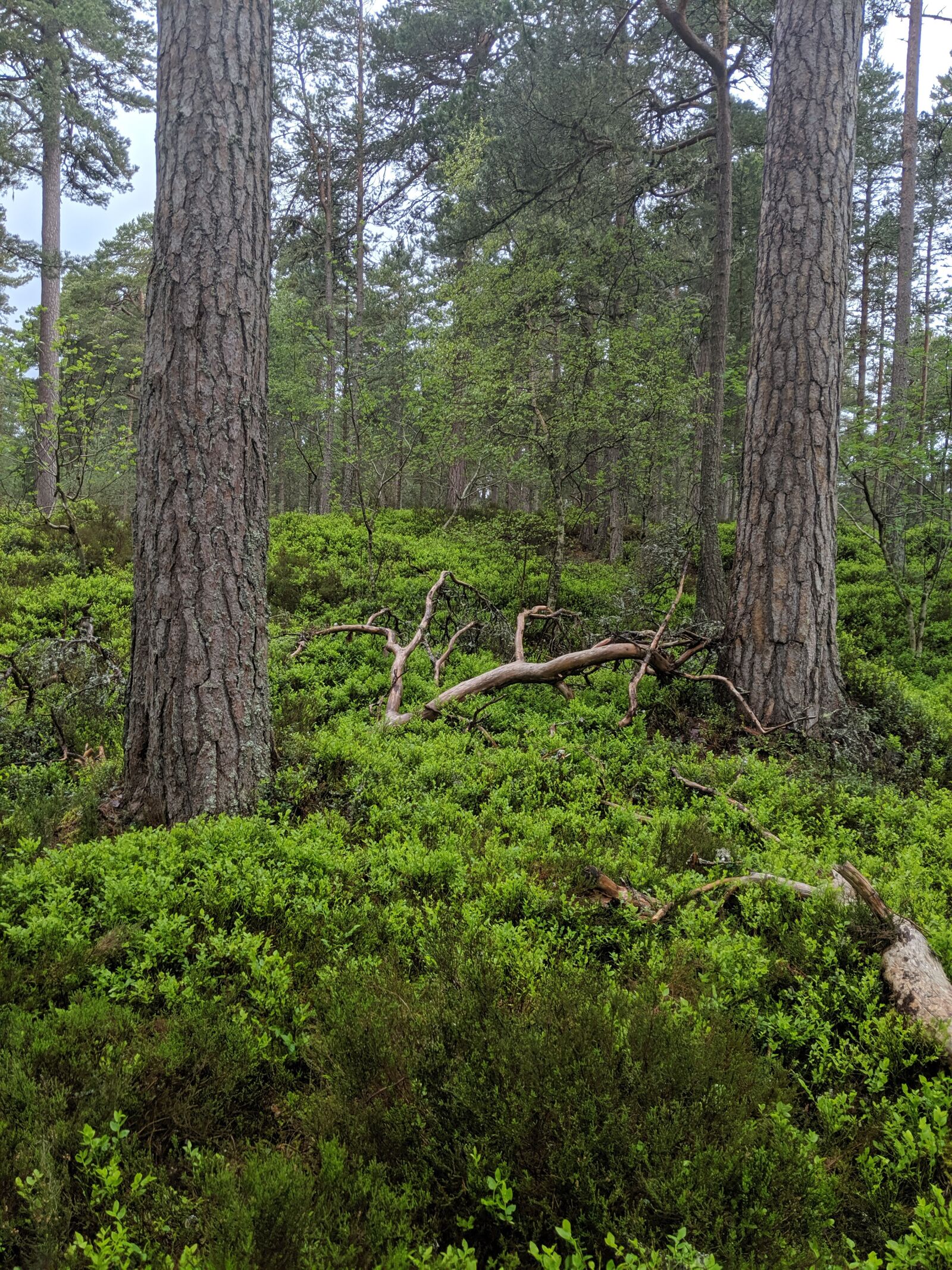Google Pixel 3 sample photo. Forest, woodland, nature photography