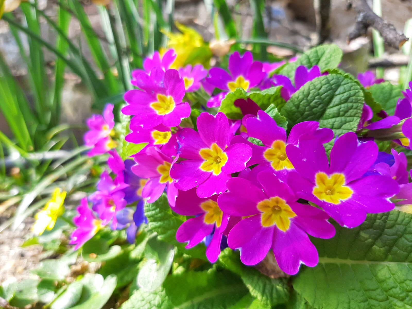 Samsung Galaxy A50 sample photo. Flower, nature, spring photography