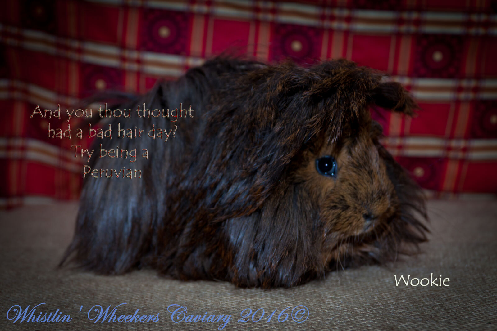Canon EOS 50D + Canon EF-S 18-135mm F3.5-5.6 IS sample photo. Bad, hair, day, cavy photography