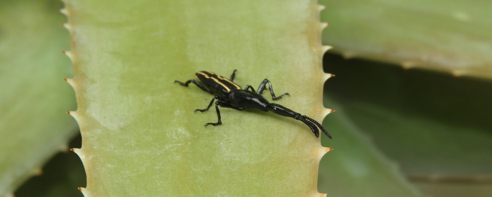 Nikon Coolpix B700 sample photo. Insect, nature, wild life photography