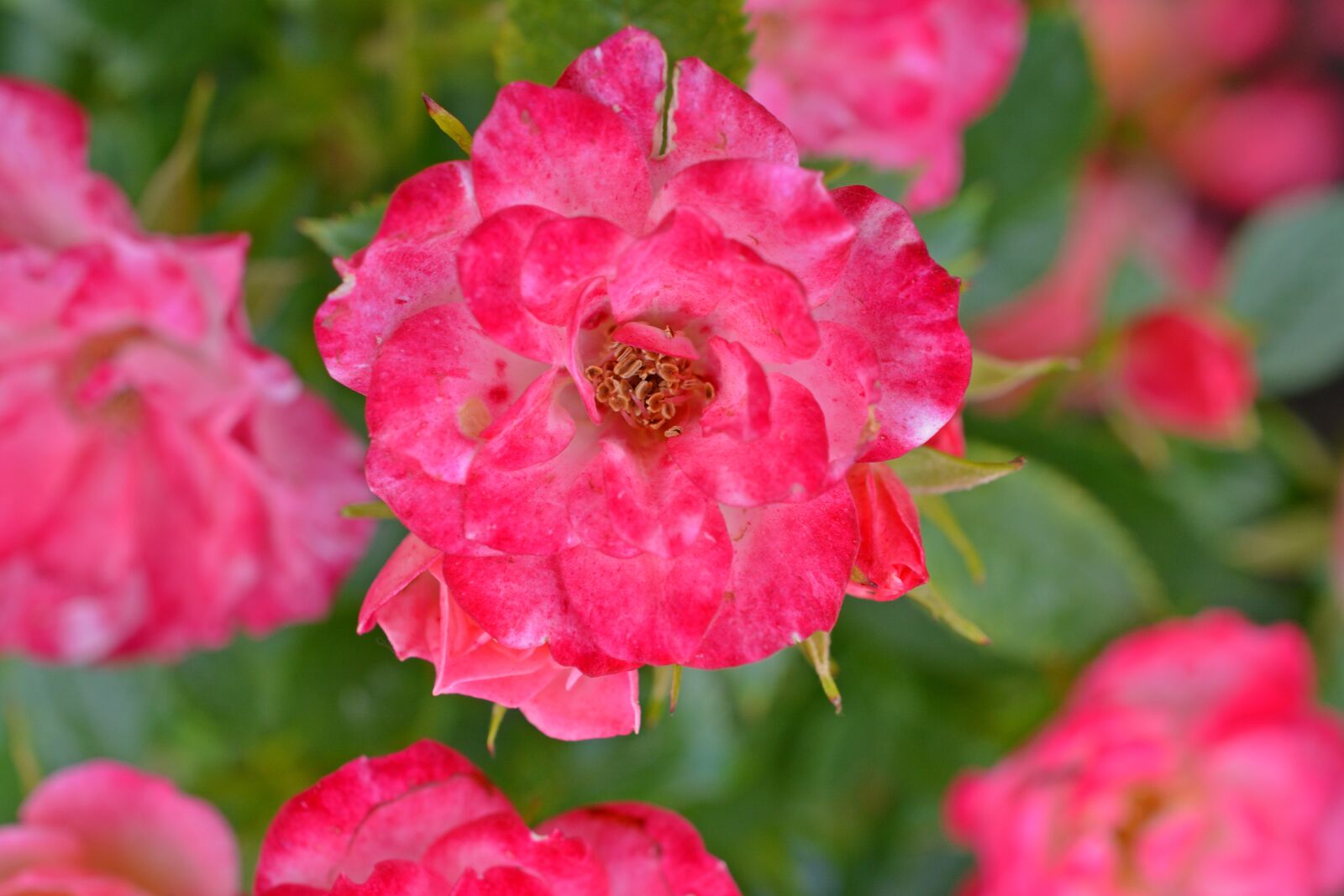 Nikon D5200 sample photo. Flower, rose, blossom photography