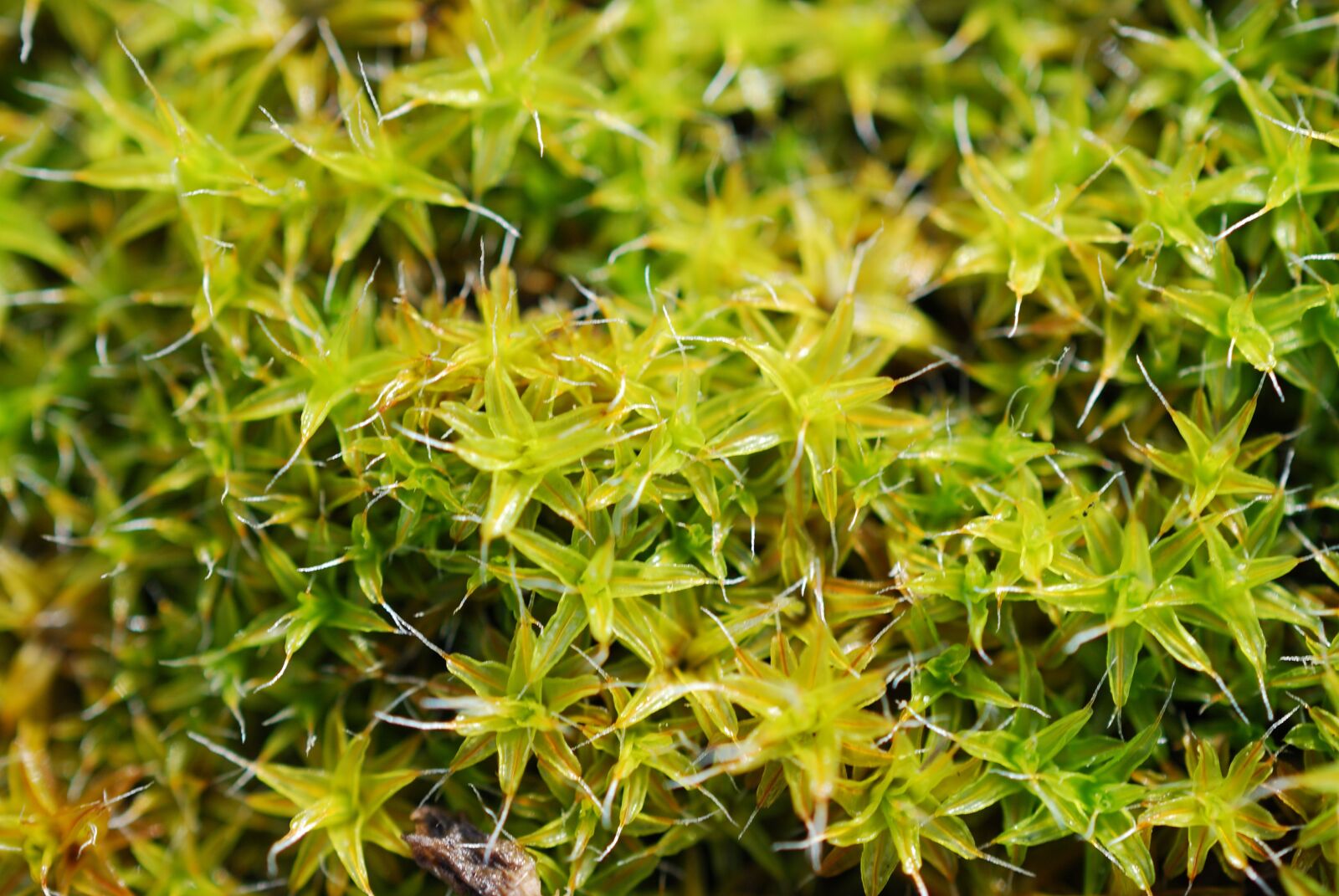 Nikon D60 sample photo. Green, moss, spring photography