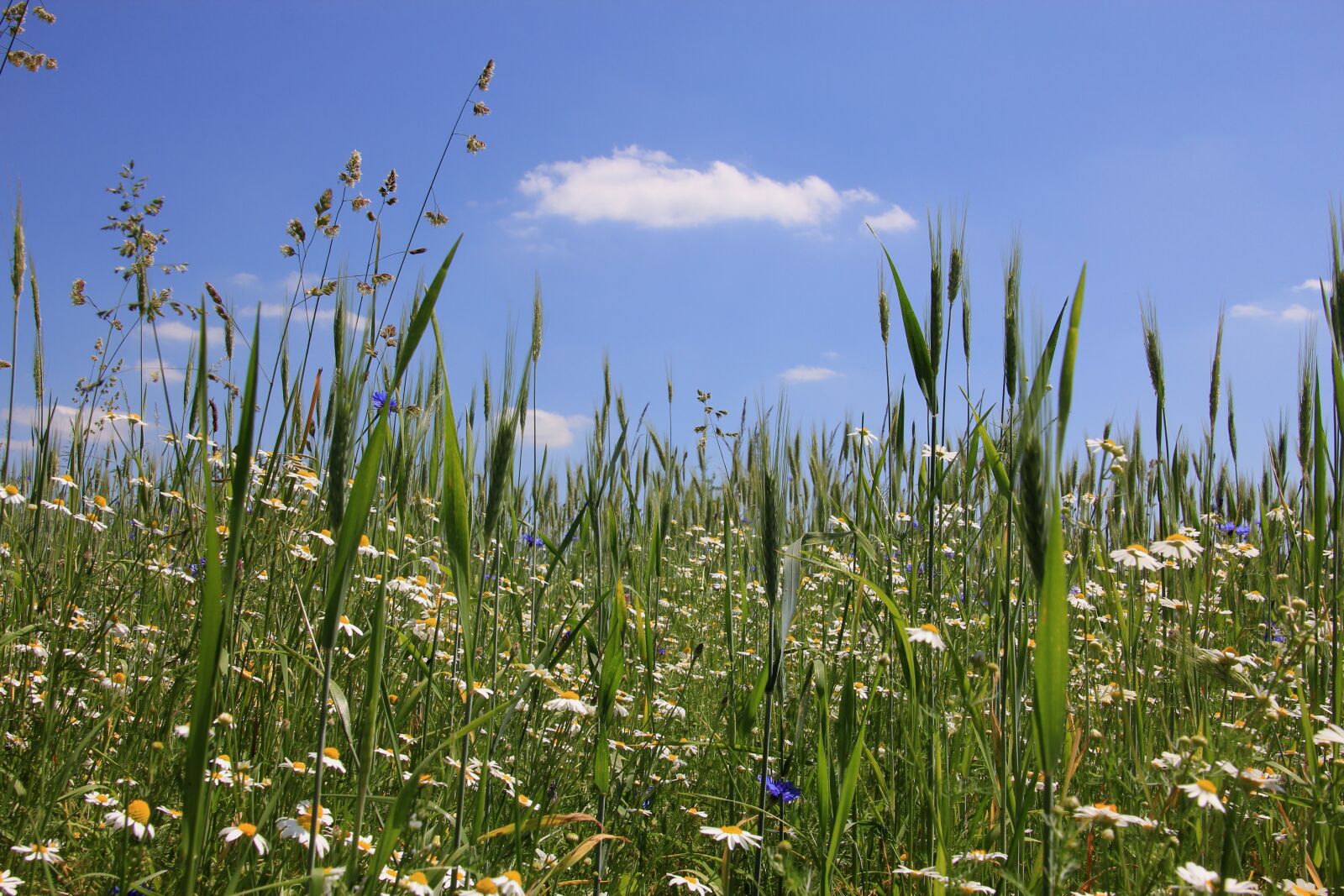 Canon EOS 60D sample photo. Meadow, wildflowers, flowers photography