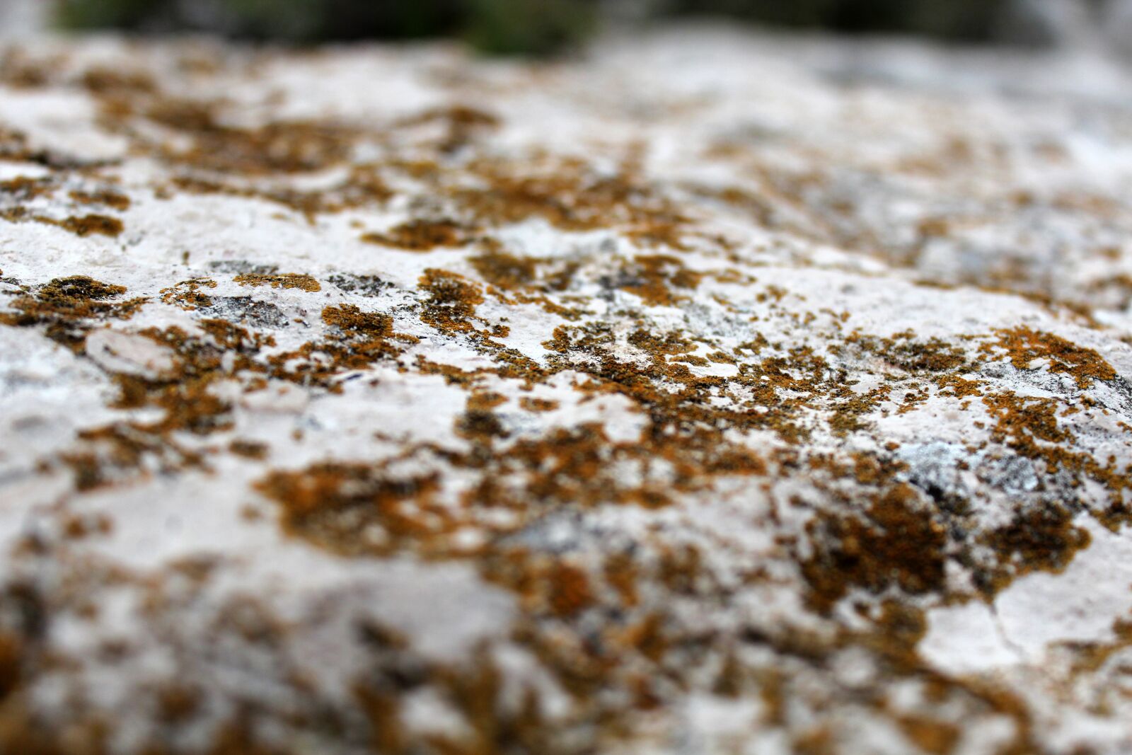 Canon EOS 600D (Rebel EOS T3i / EOS Kiss X5) sample photo. Stone, macro, lichen photography