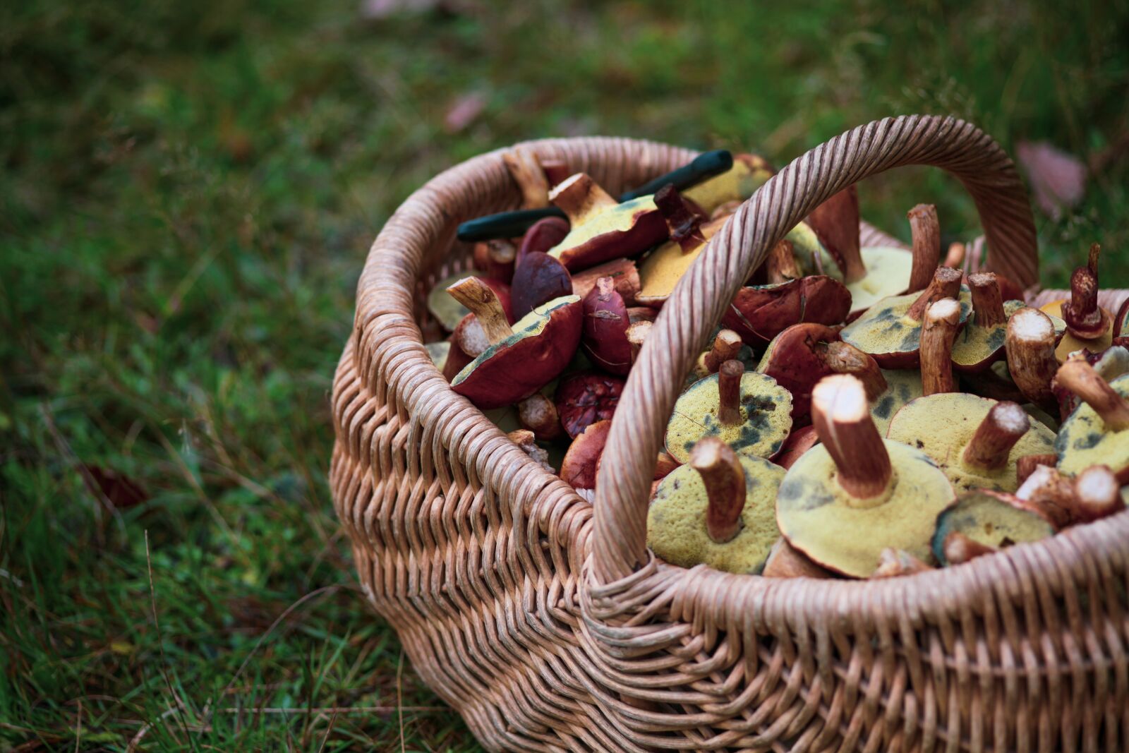 Canon EOS 5D Mark II sample photo. Mushrooms, chestnuts, autumn photography