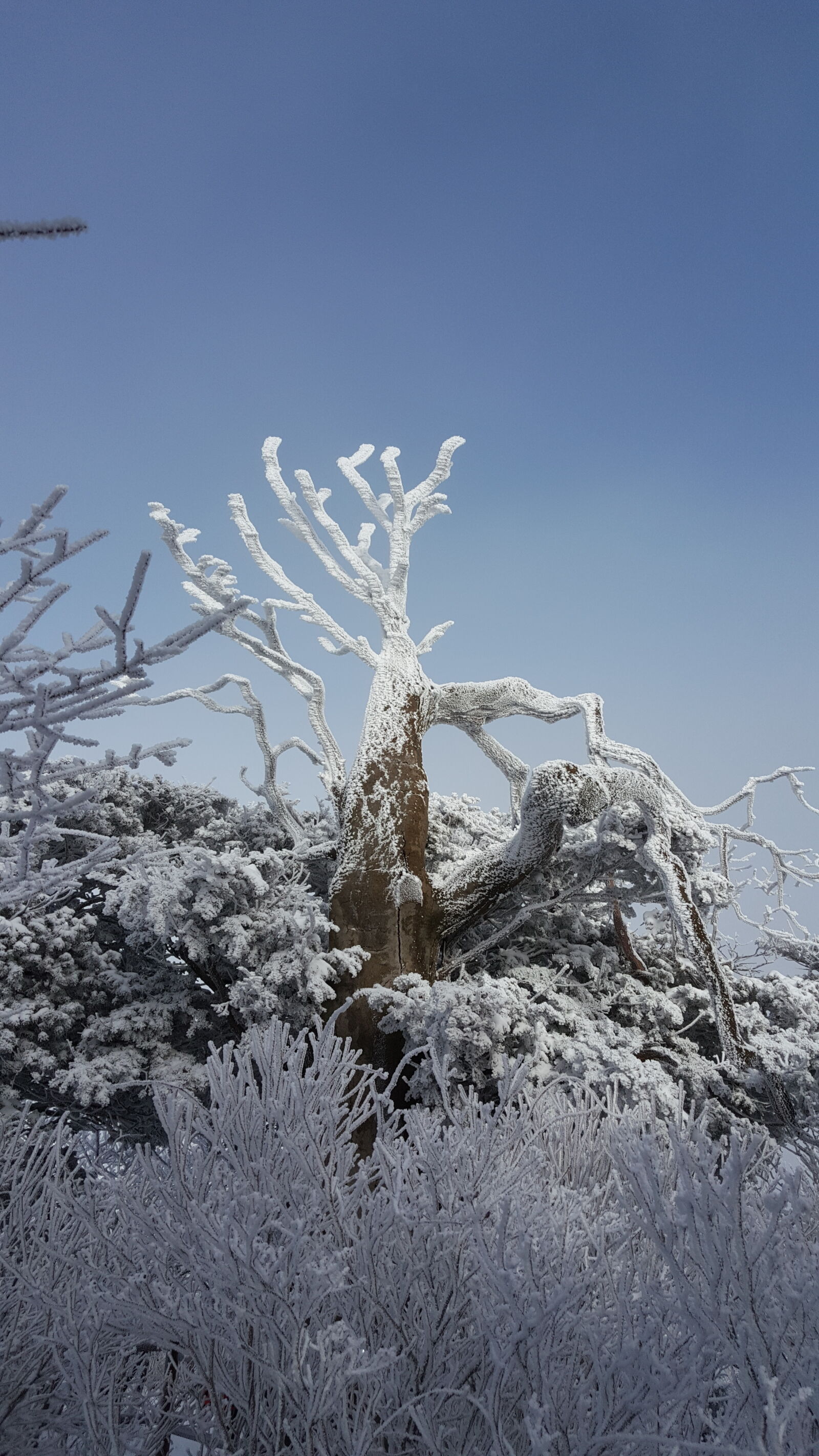 Samsung Galaxy Note5 sample photo. Korea, mountain, taebaeksan, winter photography