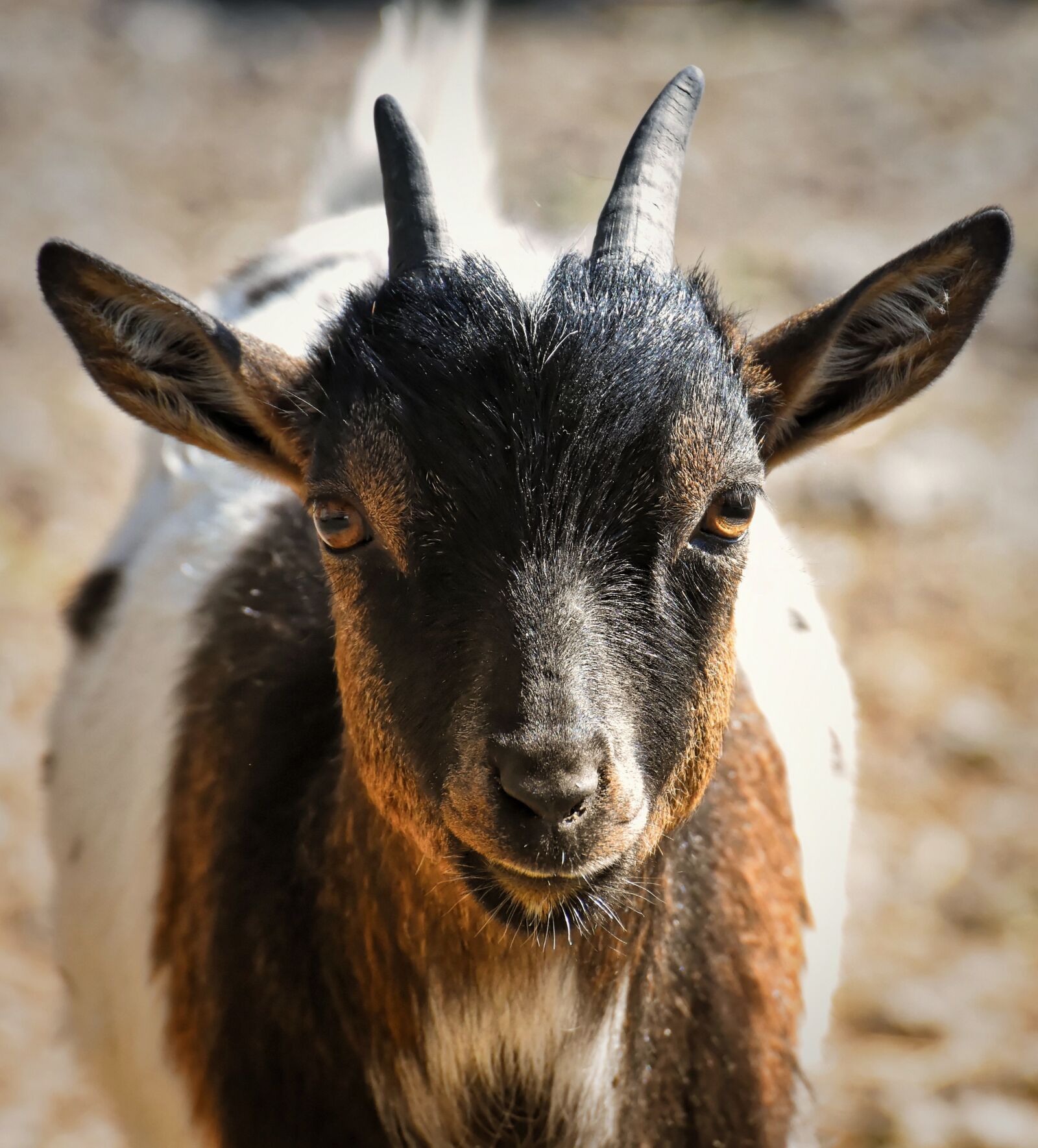 Nikon D7200 sample photo. Goat, animal, nature photography