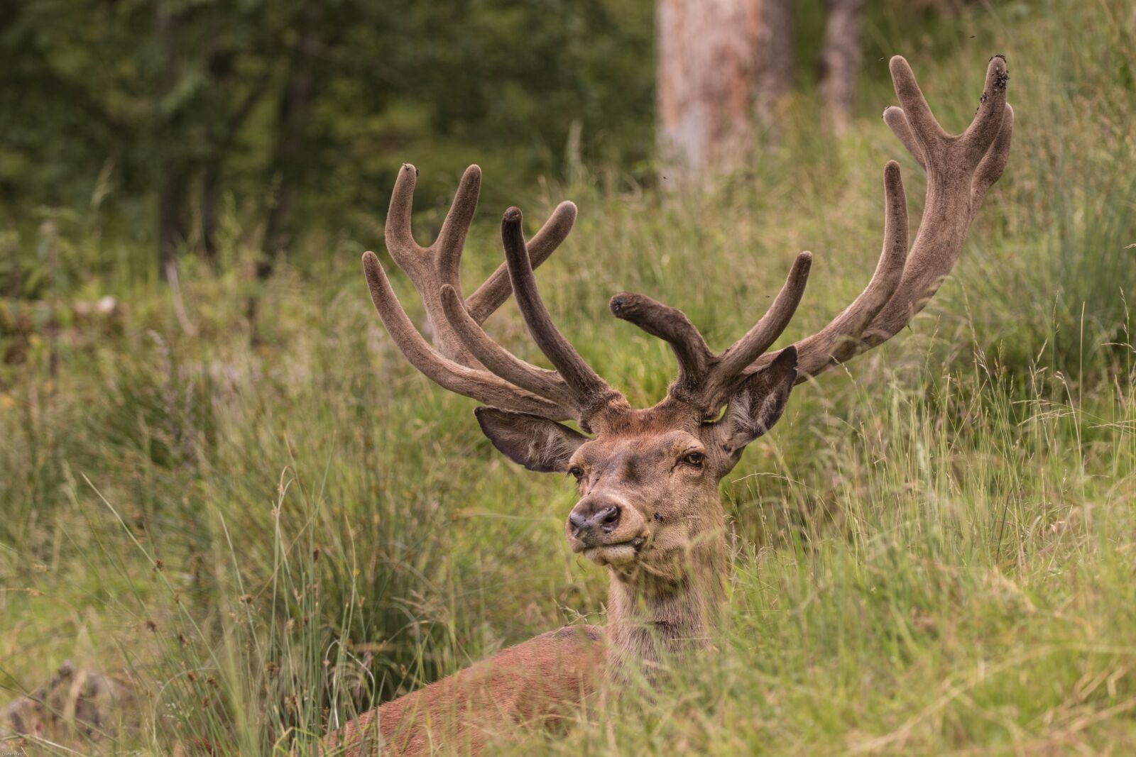 Canon EOS 7D Mark II sample photo. Hirsch, red deer, forest photography