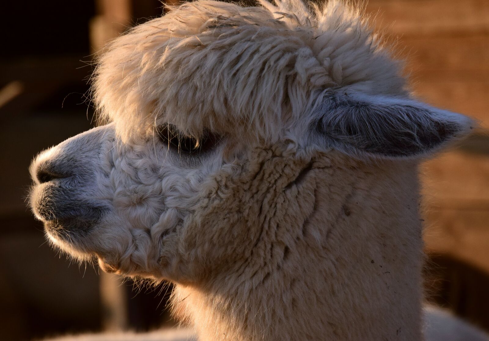 Nikon D3300 sample photo. Alpaca, animal, white photography