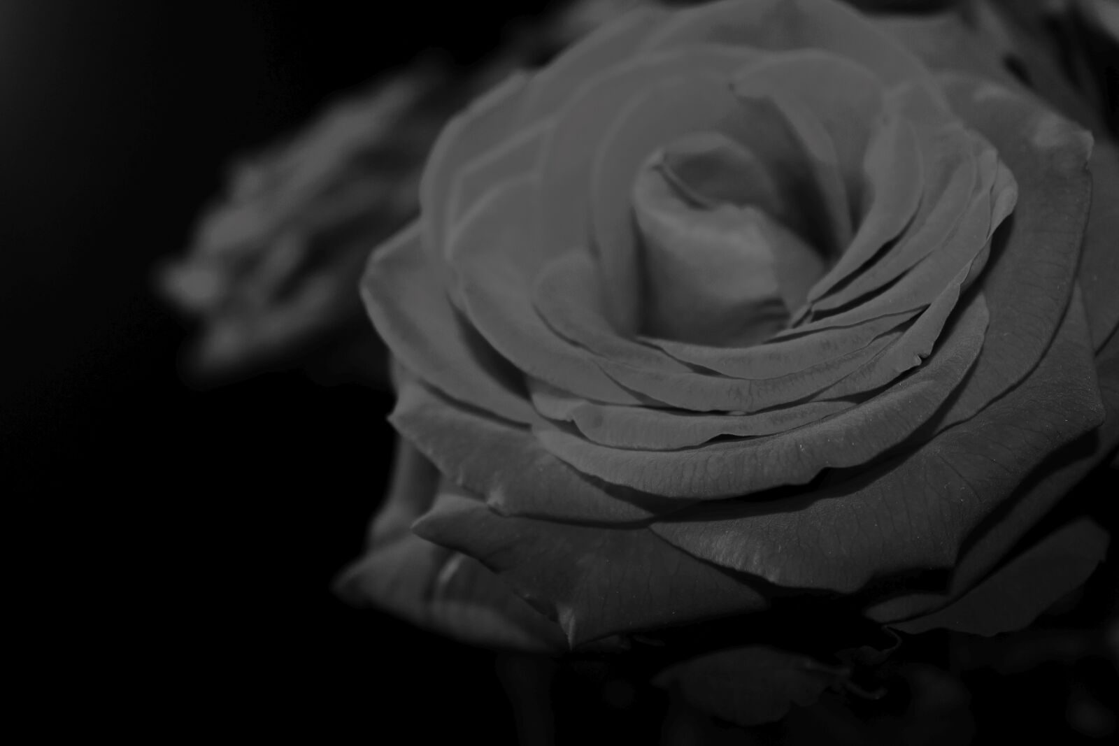 Canon EOS 1100D (EOS Rebel T3 / EOS Kiss X50) sample photo. Rose, red-naomi, romantic photography