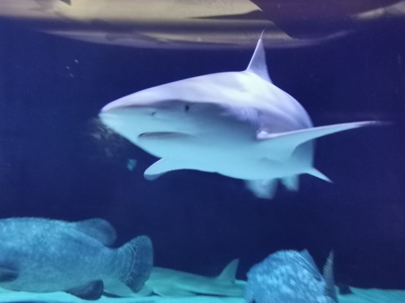 HUAWEI P30 Pro sample photo. Hai, water, aquarium photography