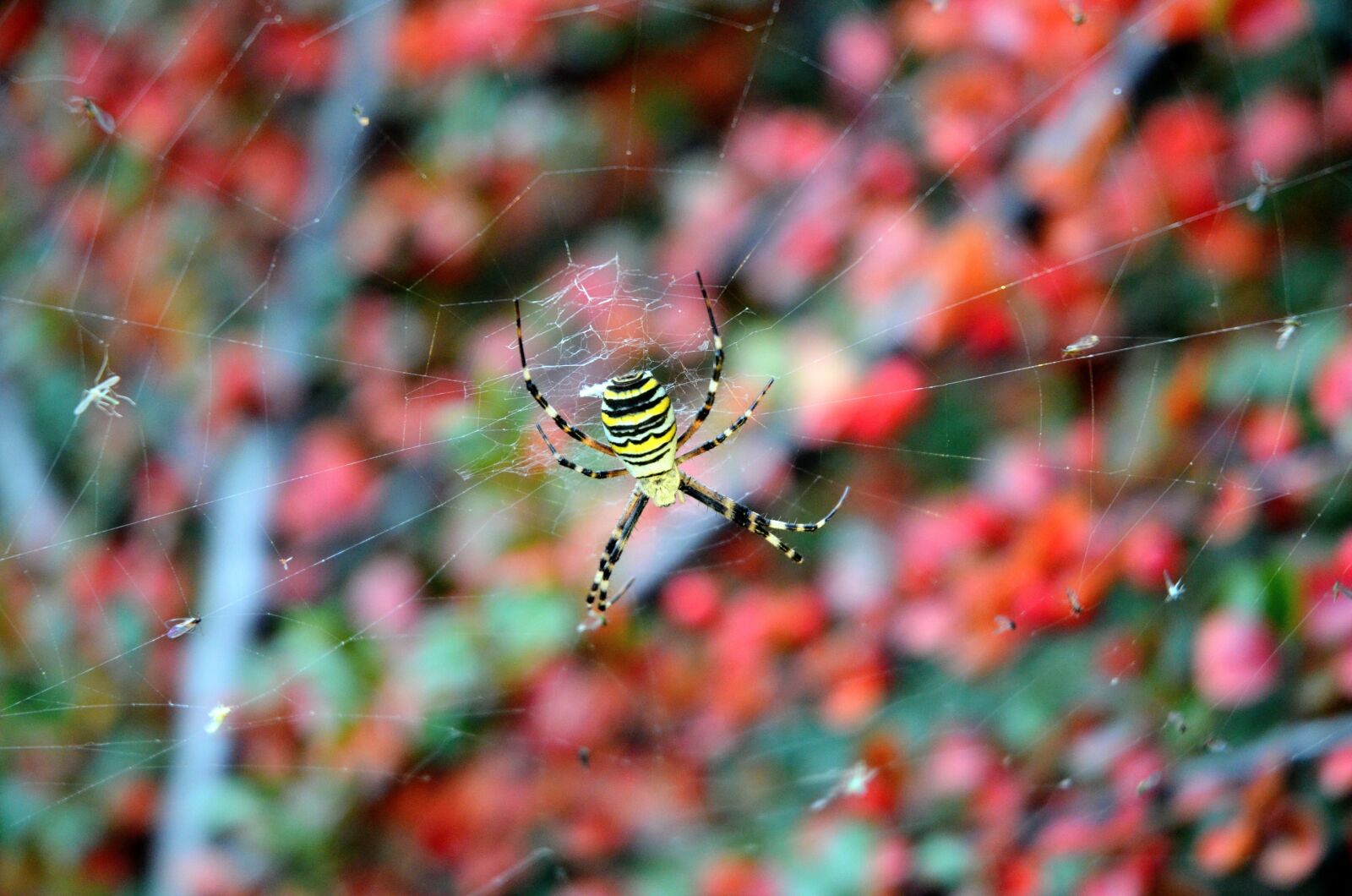 Nikon D7000 sample photo. Web, animals, eight photography