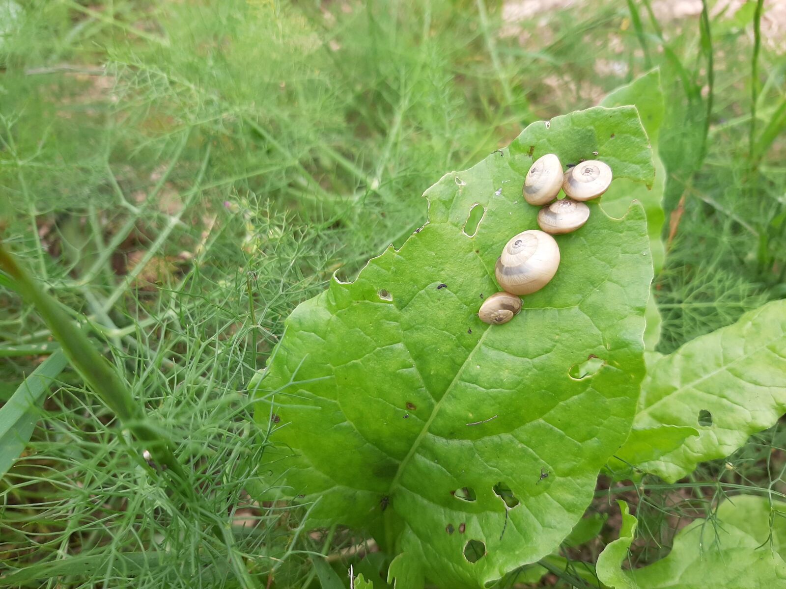 Samsung Galaxy A50 sample photo. Snails, green, nature photography