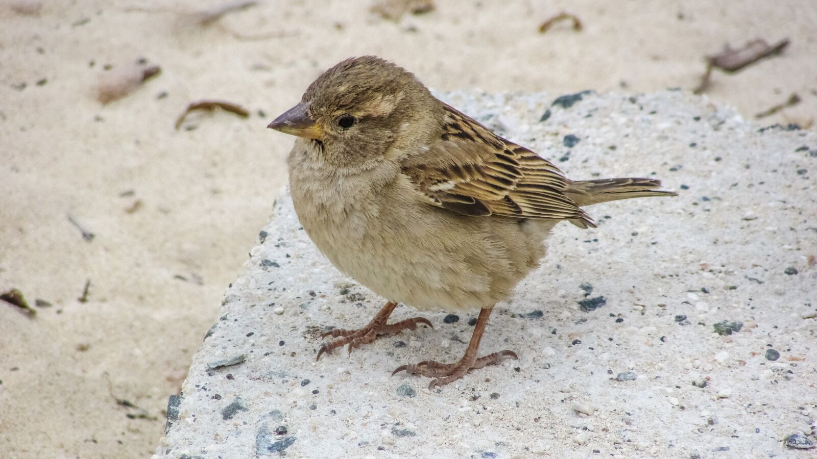 Canon PowerShot SX400 IS sample photo. Sparrow, cute, looking photography