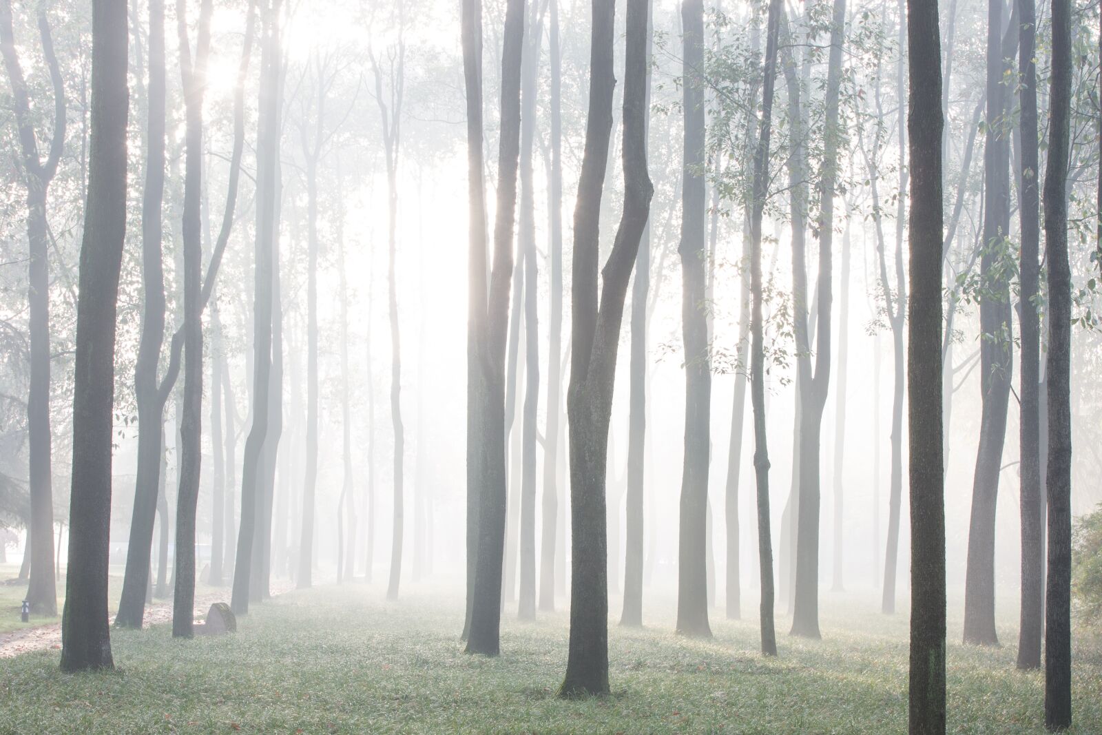 Canon EOS 5D Mark III sample photo. Woods, trees, forest photography
