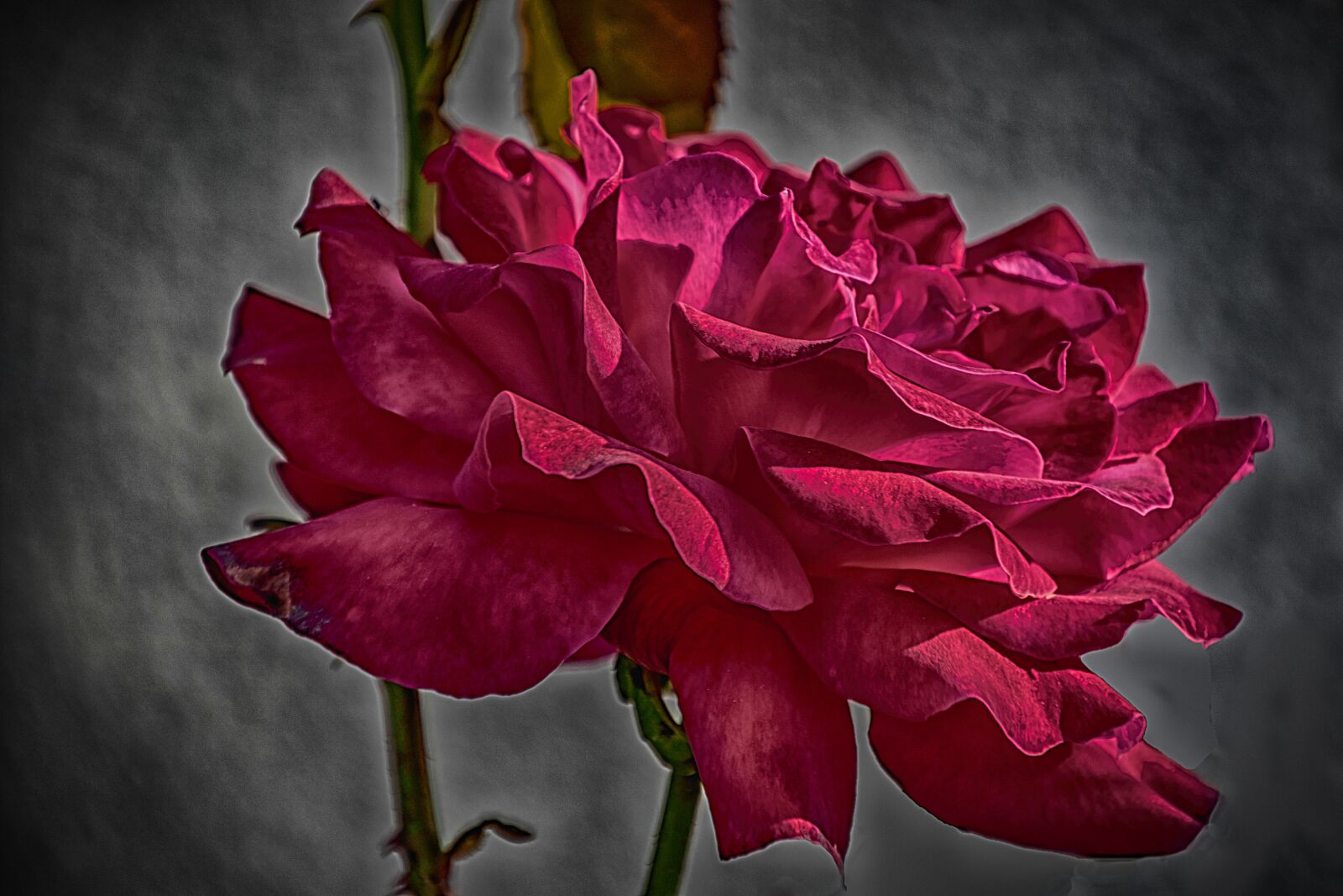 Canon EOS 7D Mark II sample photo. Rose, red, pretty photography