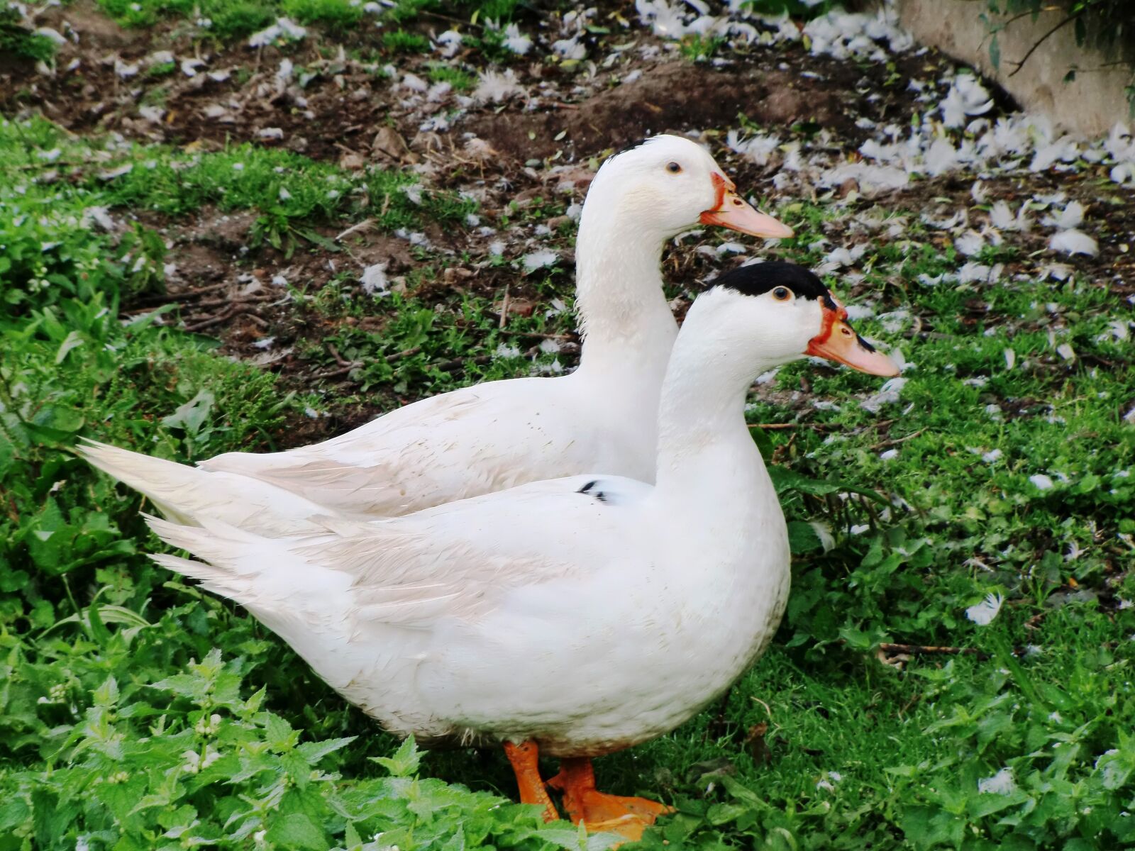 CASIO EX-H10 sample photo. Geese, farm, poultry photography