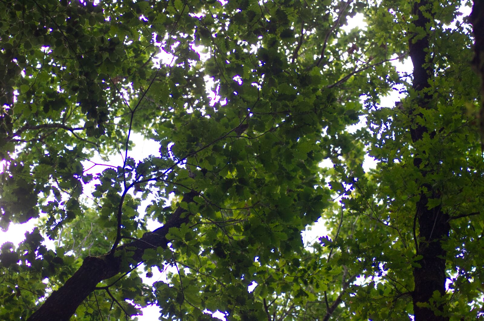 Nikon D3100 sample photo. Tree, leaves, nature photography