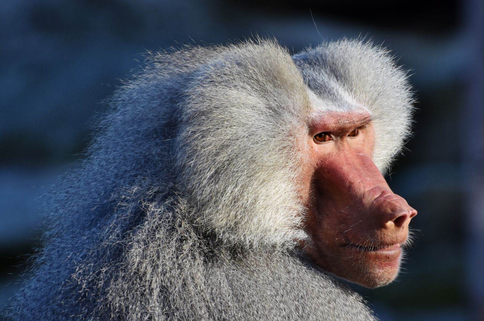 Nikon D7200 sample photo. Baboon, monkey, primate photography