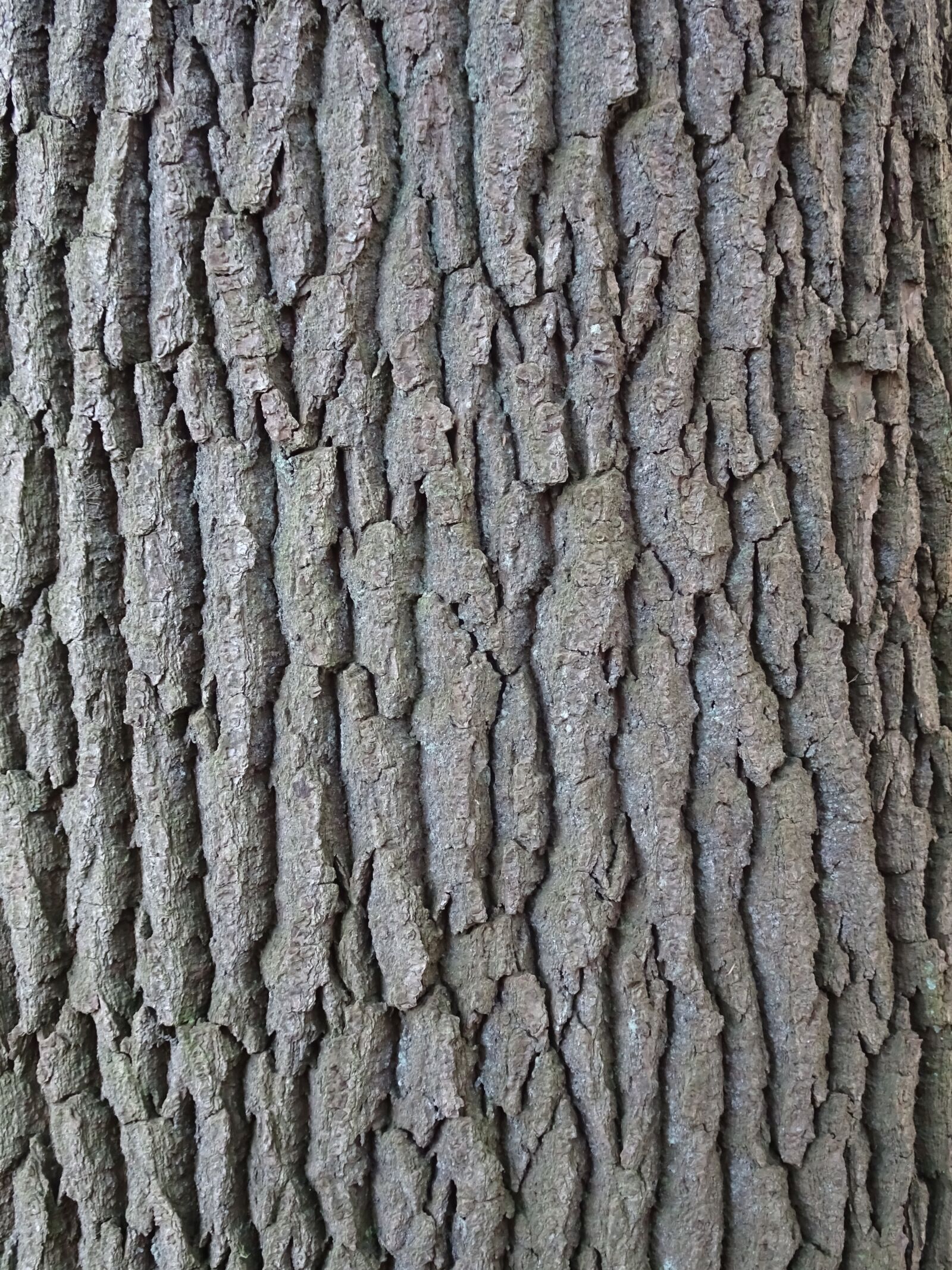 Sony Cyber-shot DSC-WX500 sample photo. Tree, bark, nature photography