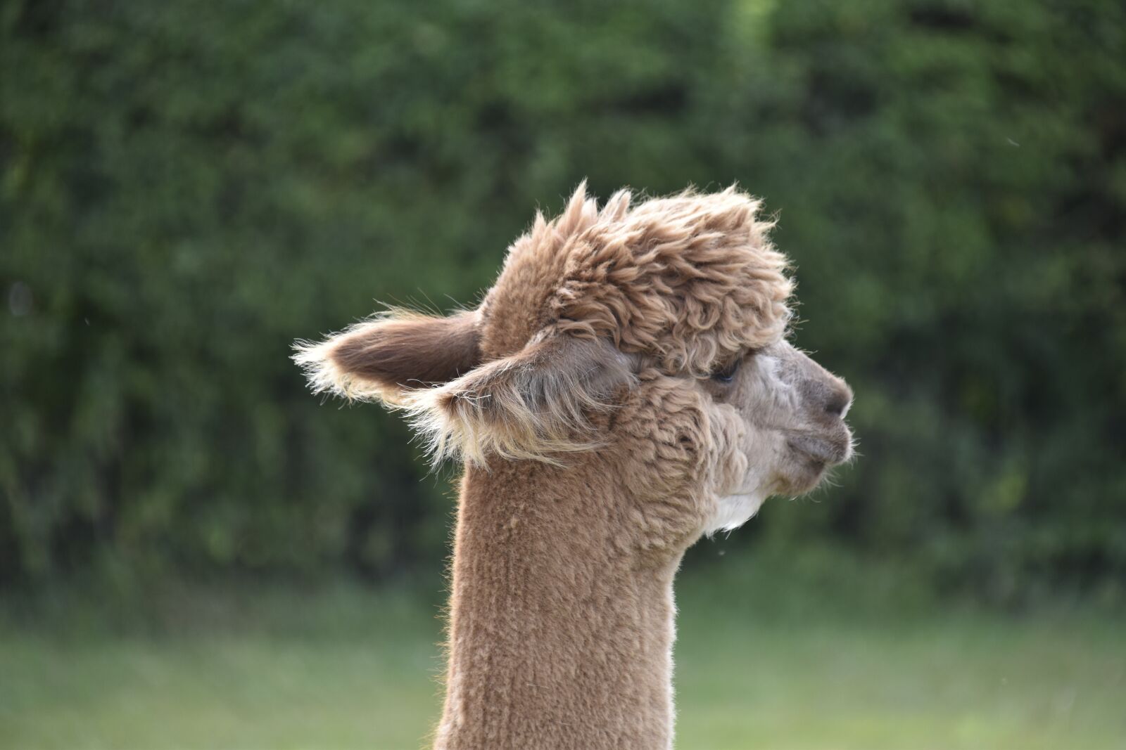 Nikon D5600 sample photo. Alpacas, animal, ears alpacas photography