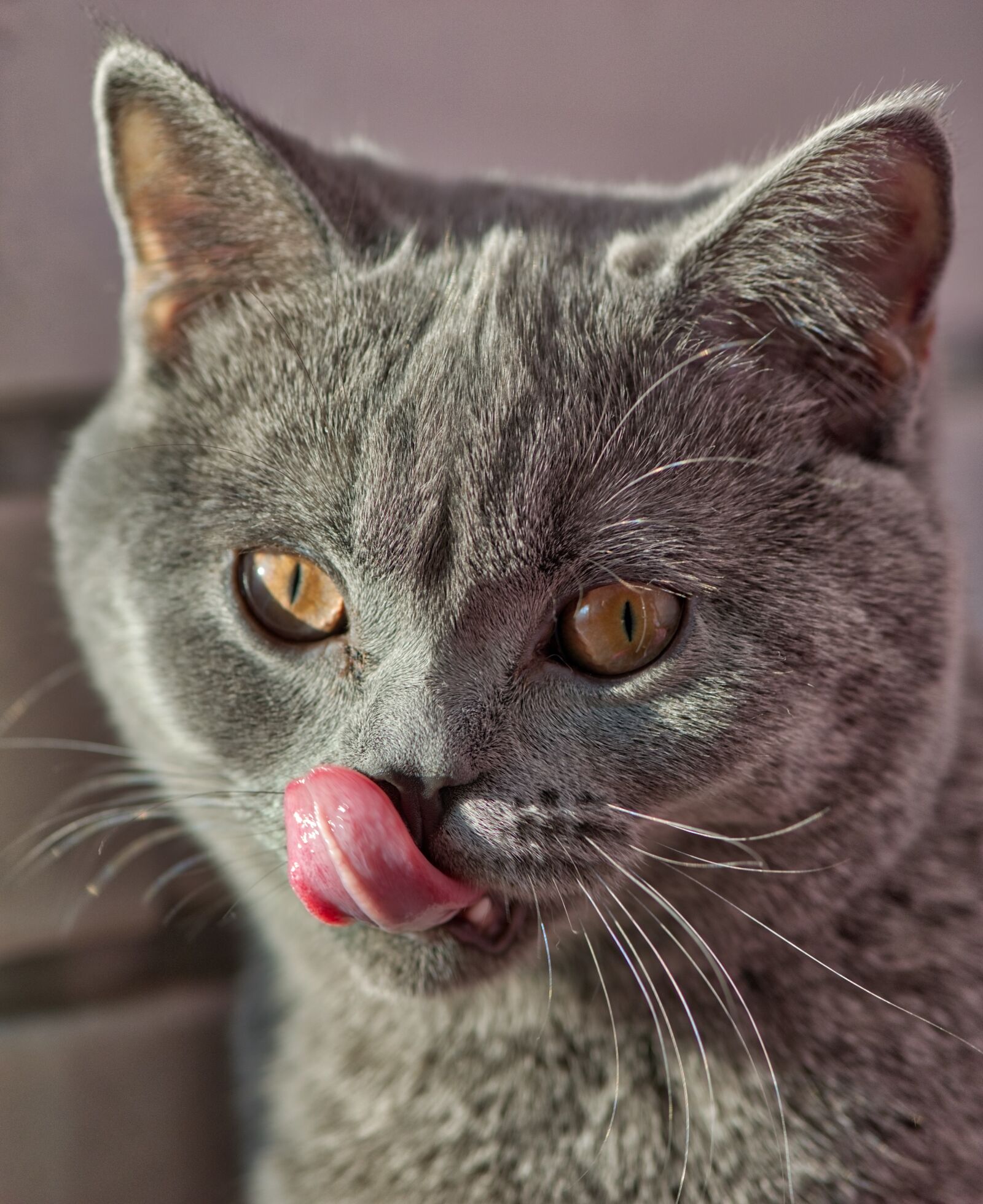 Nikon D800 sample photo. Cat, kitten, macro photography