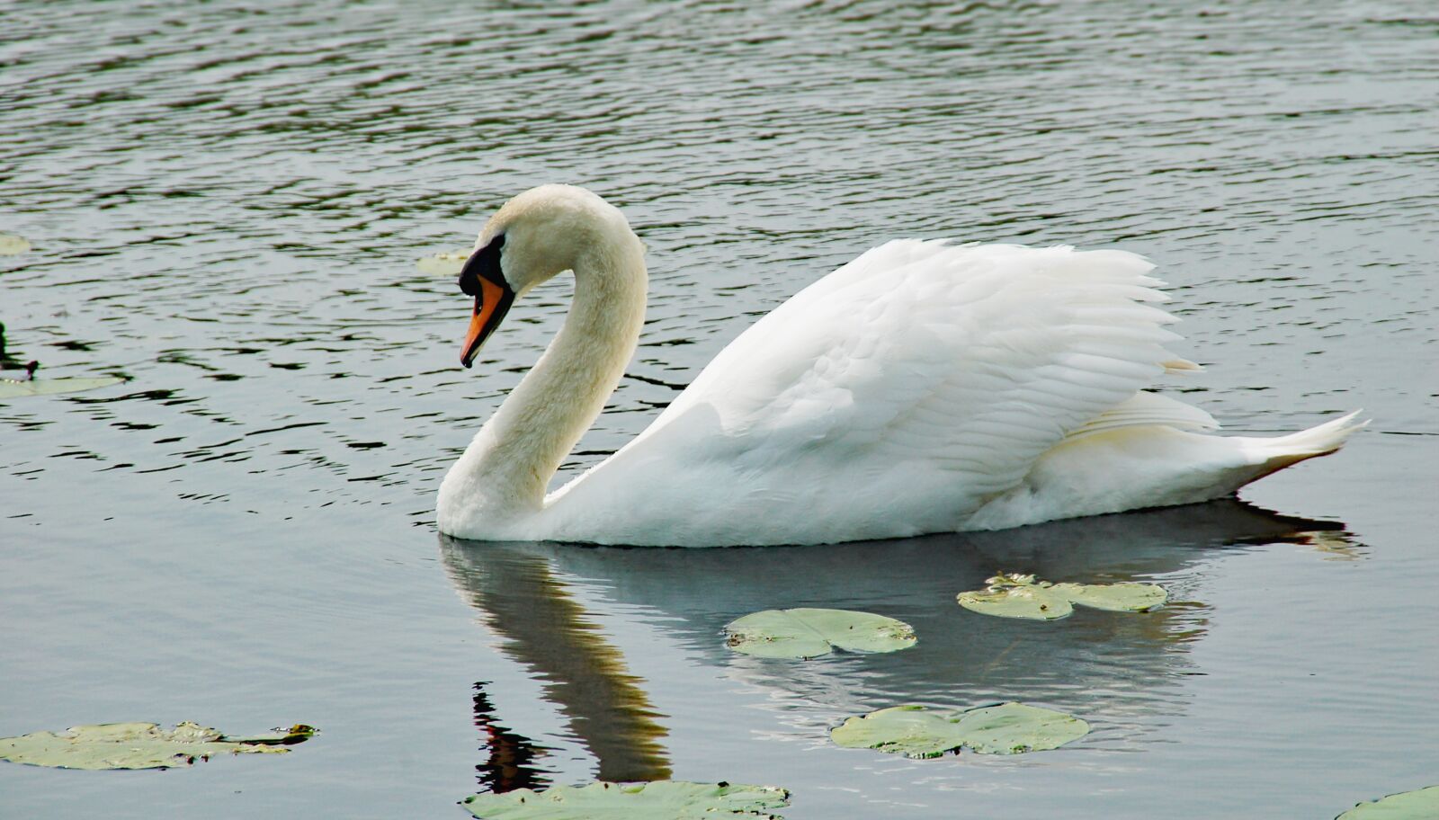 Nikon D50 sample photo. Swan, water, white photography
