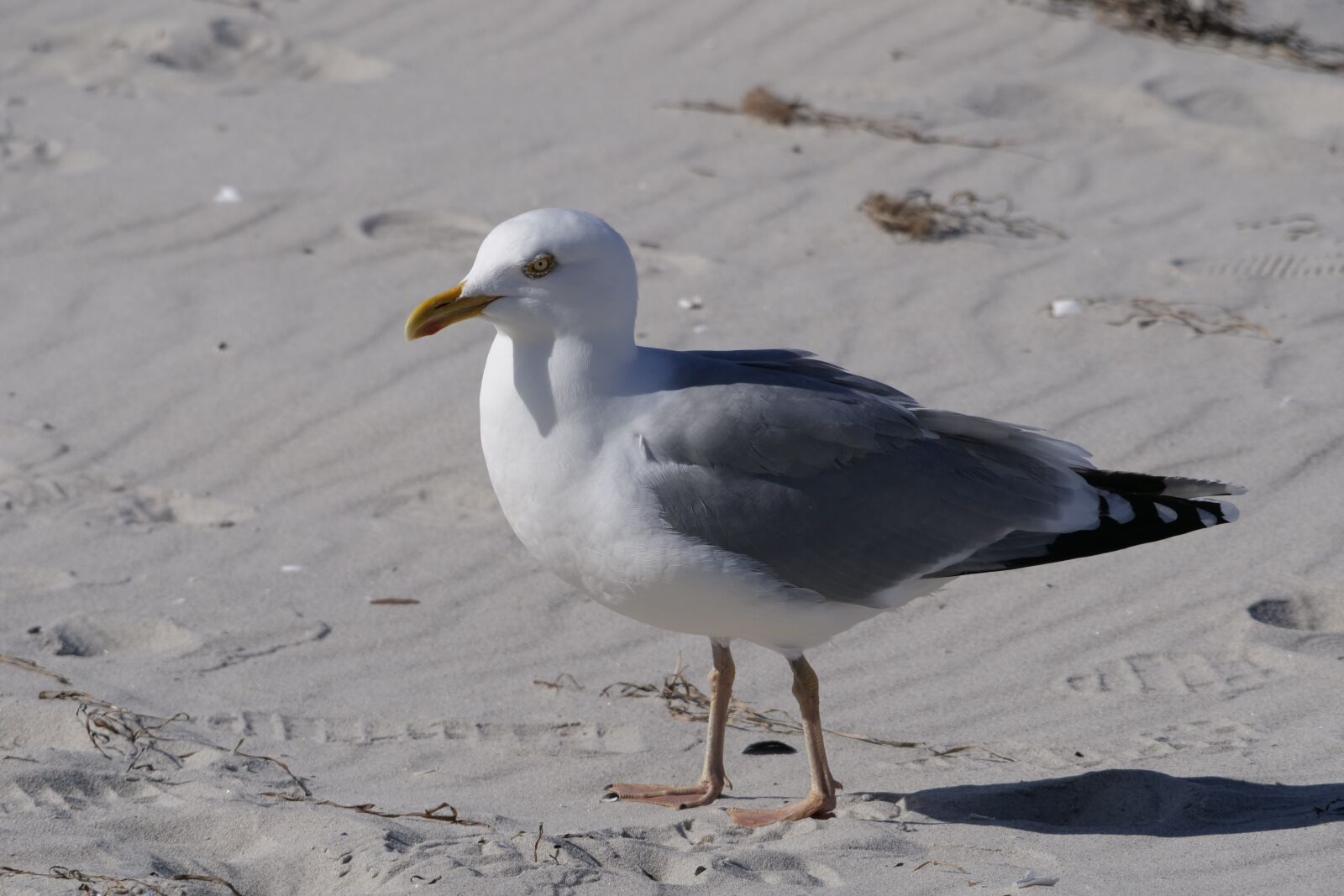 Panasonic Lumix DC-G9 sample photo. Bird, gull, beach photography