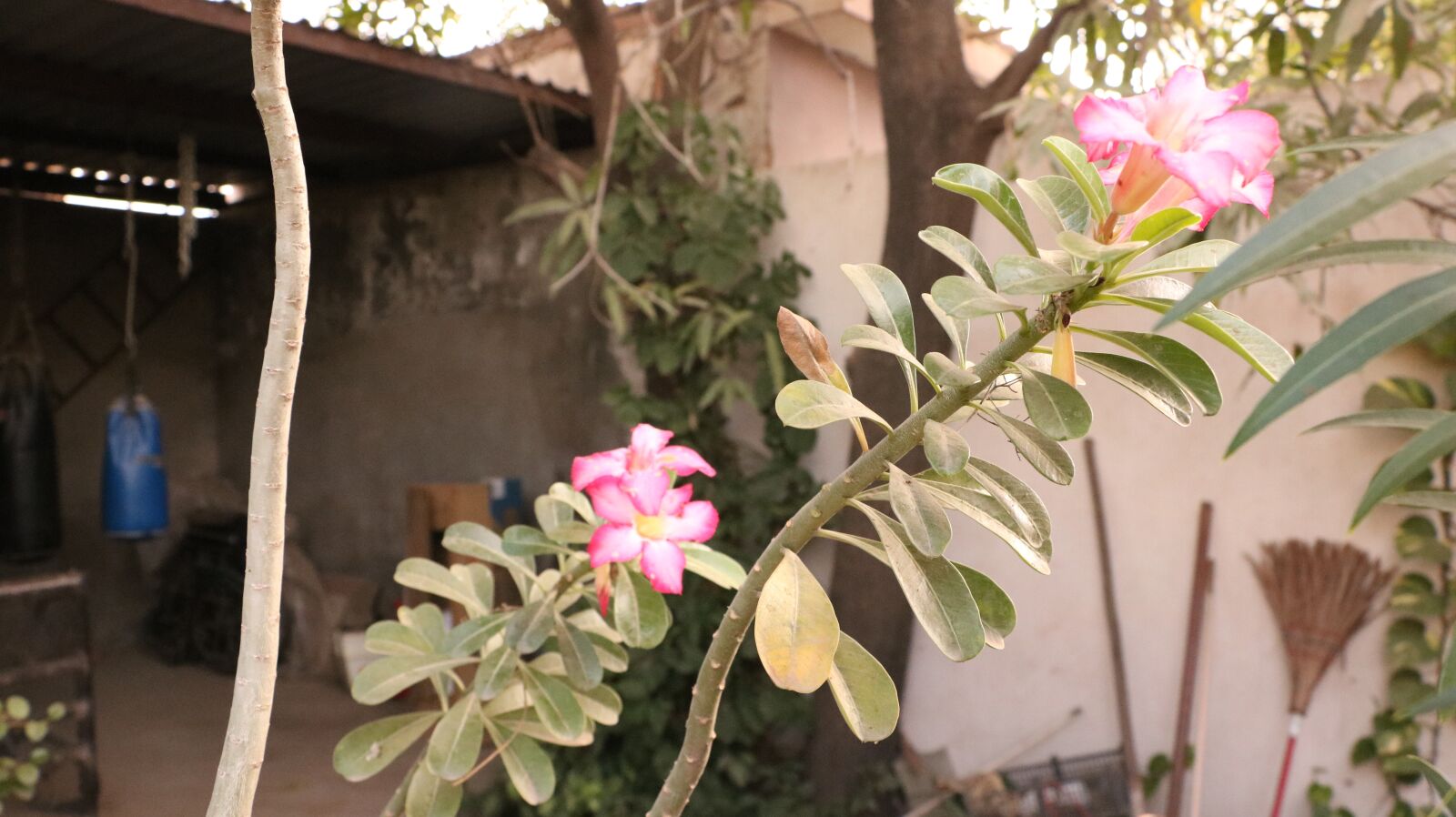 Canon EOS 750D (EOS Rebel T6i / EOS Kiss X8i) sample photo. Flowers, garden, plant photography