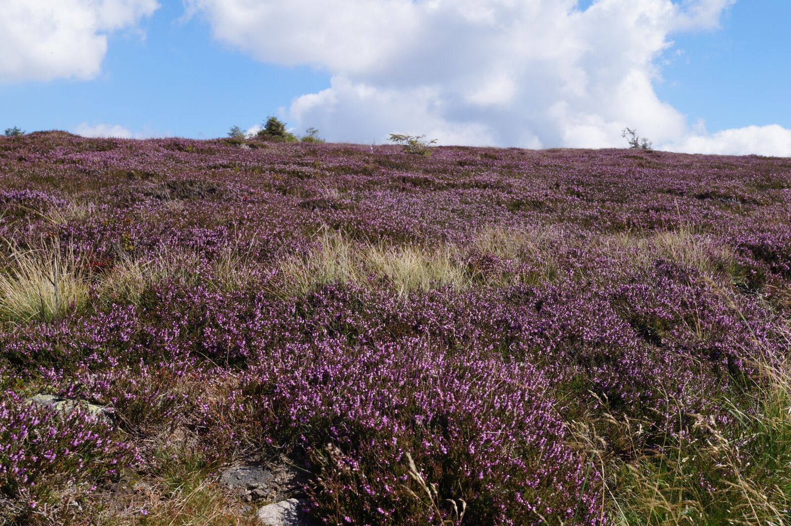 Sony SLT-A37 sample photo. Heathers, mountains, landscape photography