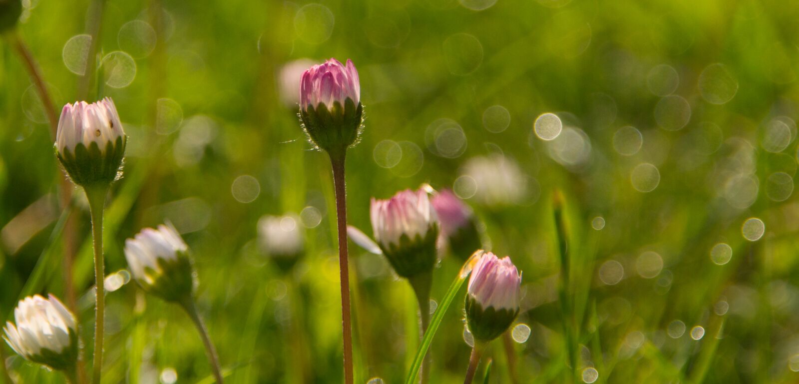 Sony SLT-A57 sample photo. Geese flower, closed, flower photography