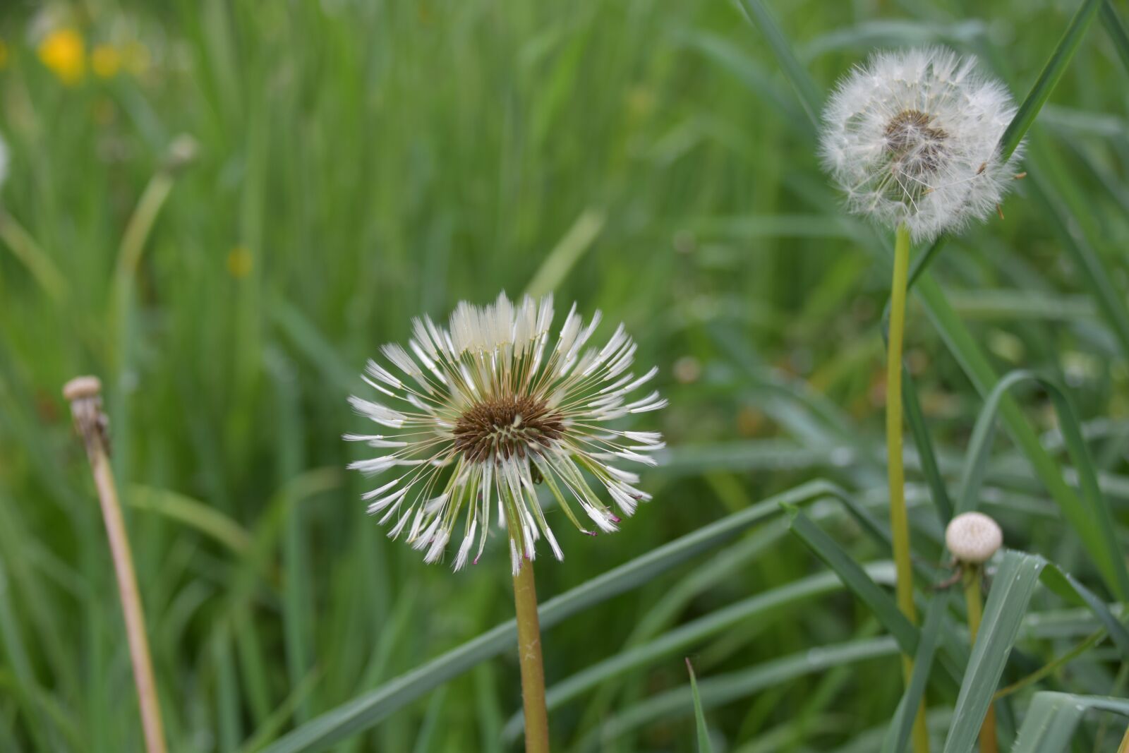 Nikon D5600 sample photo. Egret of pisenlit, seeds photography
