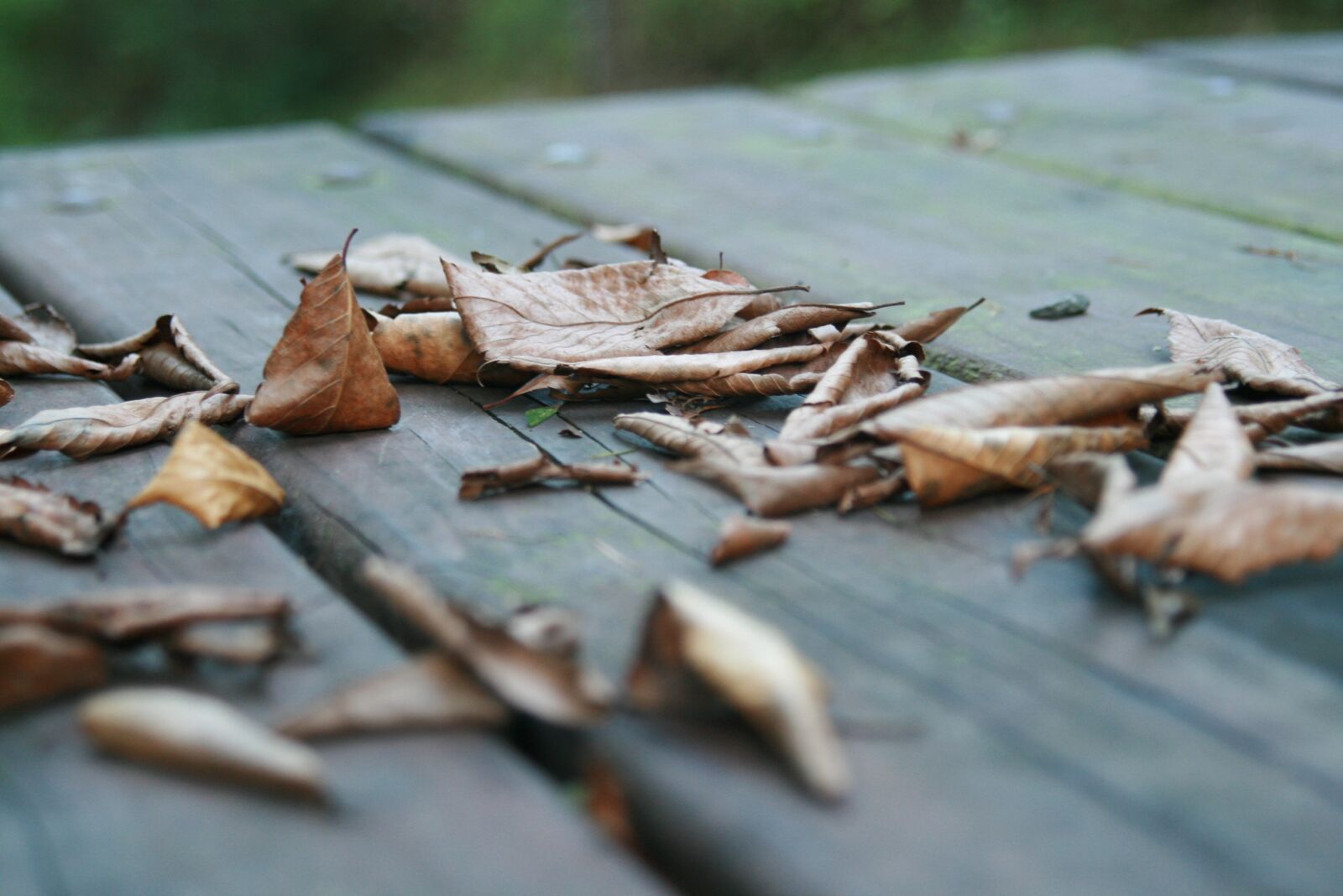 Canon EOS 400D (EOS Digital Rebel XTi / EOS Kiss Digital X) sample photo. The leaves, autumn, chair photography