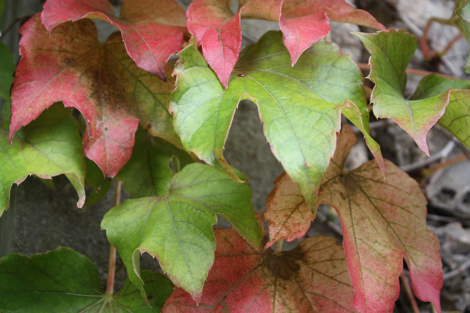Canon EOS 450D (EOS Rebel XSi / EOS Kiss X2) sample photo. Leaves, fall, green photography