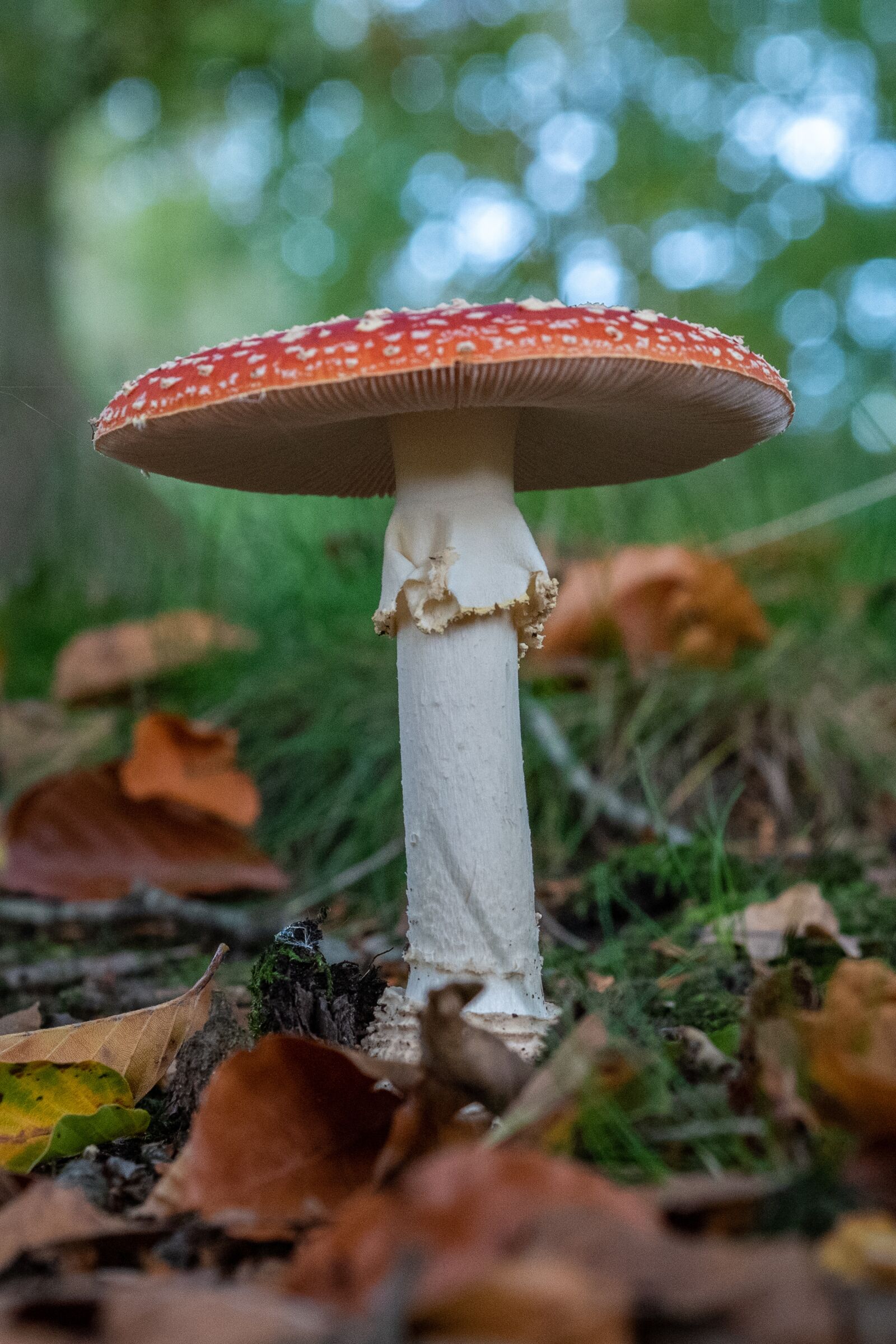 Nikon D750 sample photo. Mushroom, nature, autumn photography