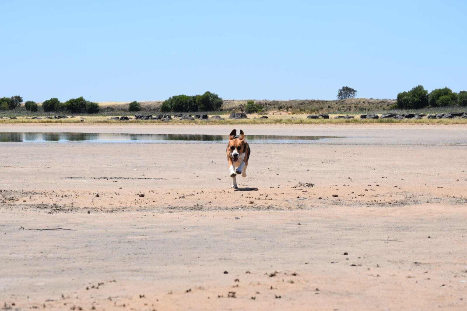 Nikon D5300 sample photo. Beagle, dog, canine photography