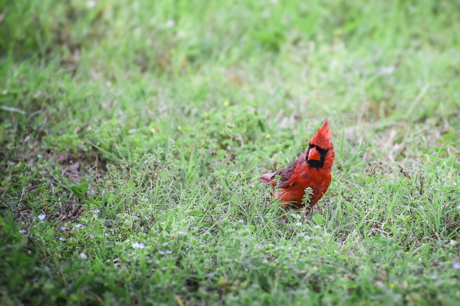 Nikon D5300 sample photo. Cardinal, animal, bird photography